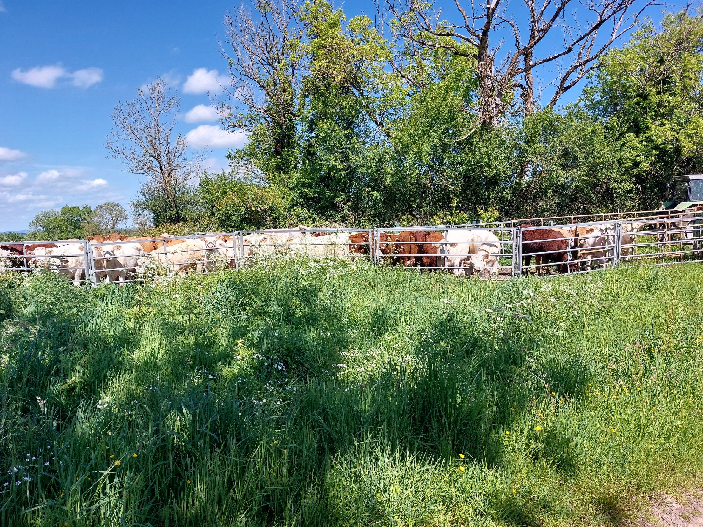 Group of cows in a farm enclosure surrounded by green grass and trees on a sunny day with a blue sky.