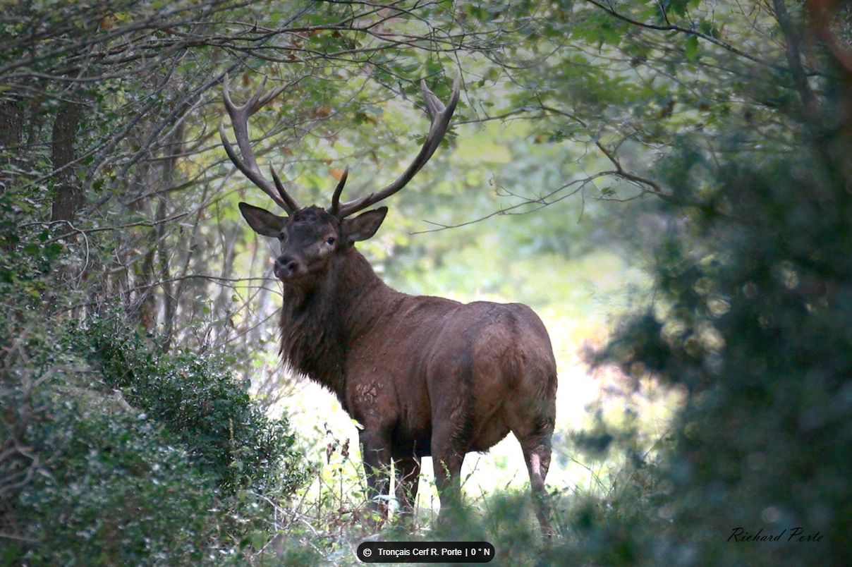 A large elk standing in a forest clearing surrounded by green foliage, with large antlers and looking at the camera.