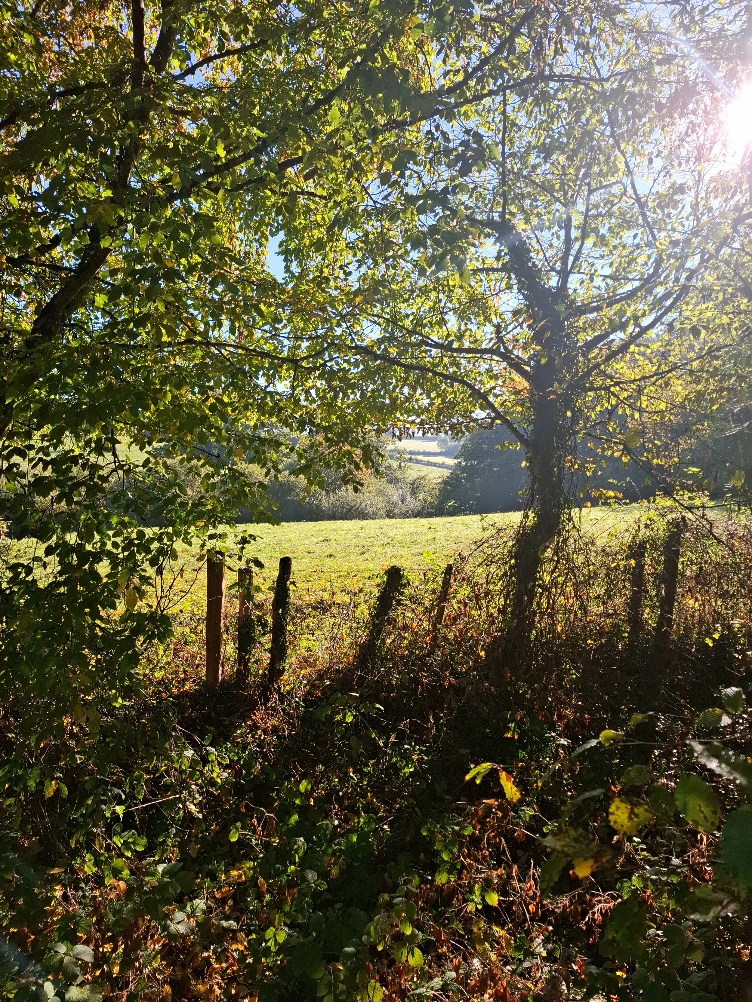 A sunny countryside scene with a large tree in the foreground, a wooden fence, and an open green field in the background, illuminated by bright sunlight.