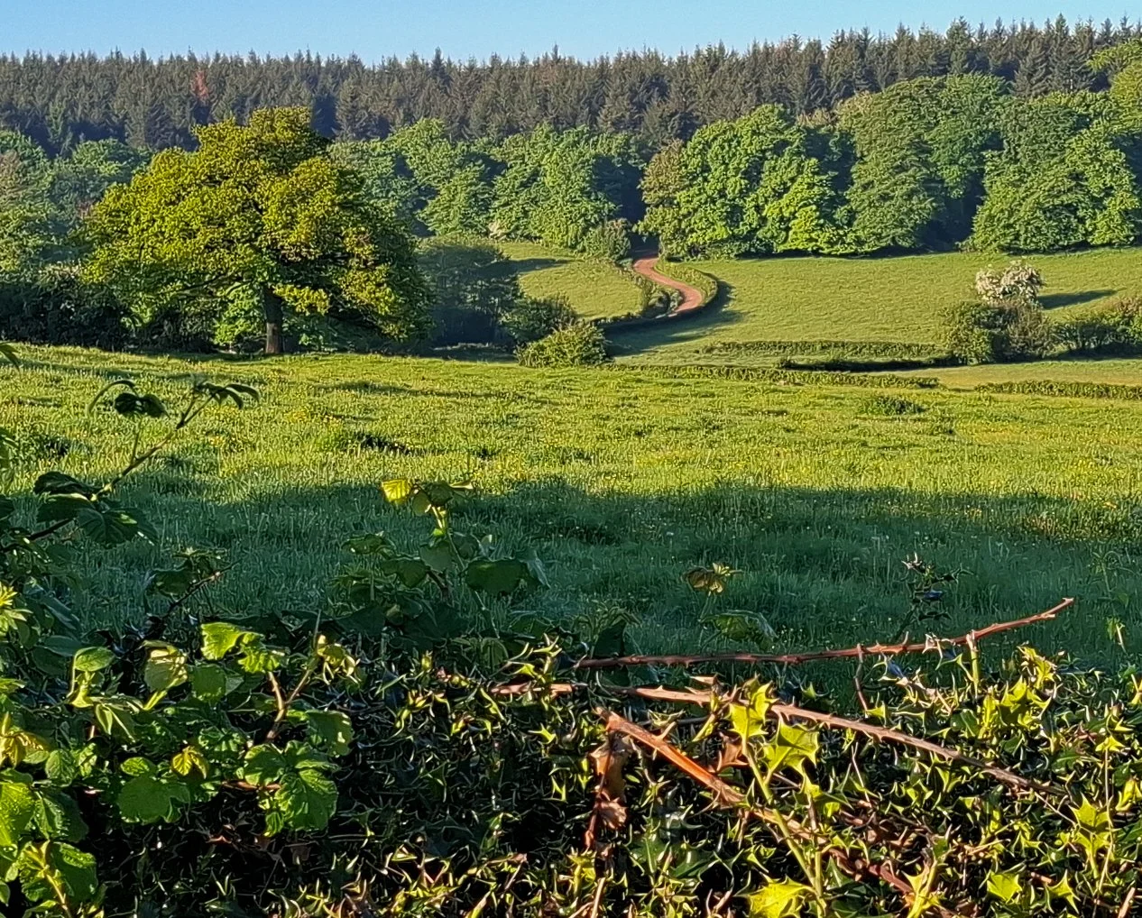 A lush green field with shrubs in the foreground and mature trees in the background under a clear blue sky.