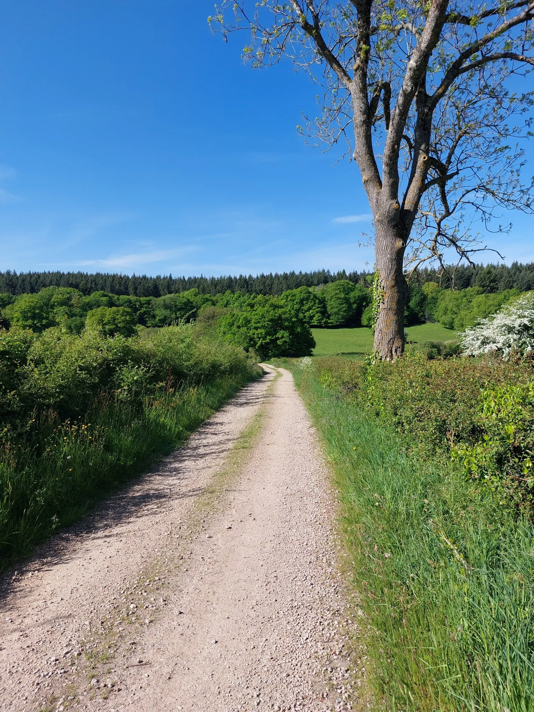 A dirt path winding through a lush green landscape with a large leafless tree on the right and dense trees in the background under a bright blue sky.