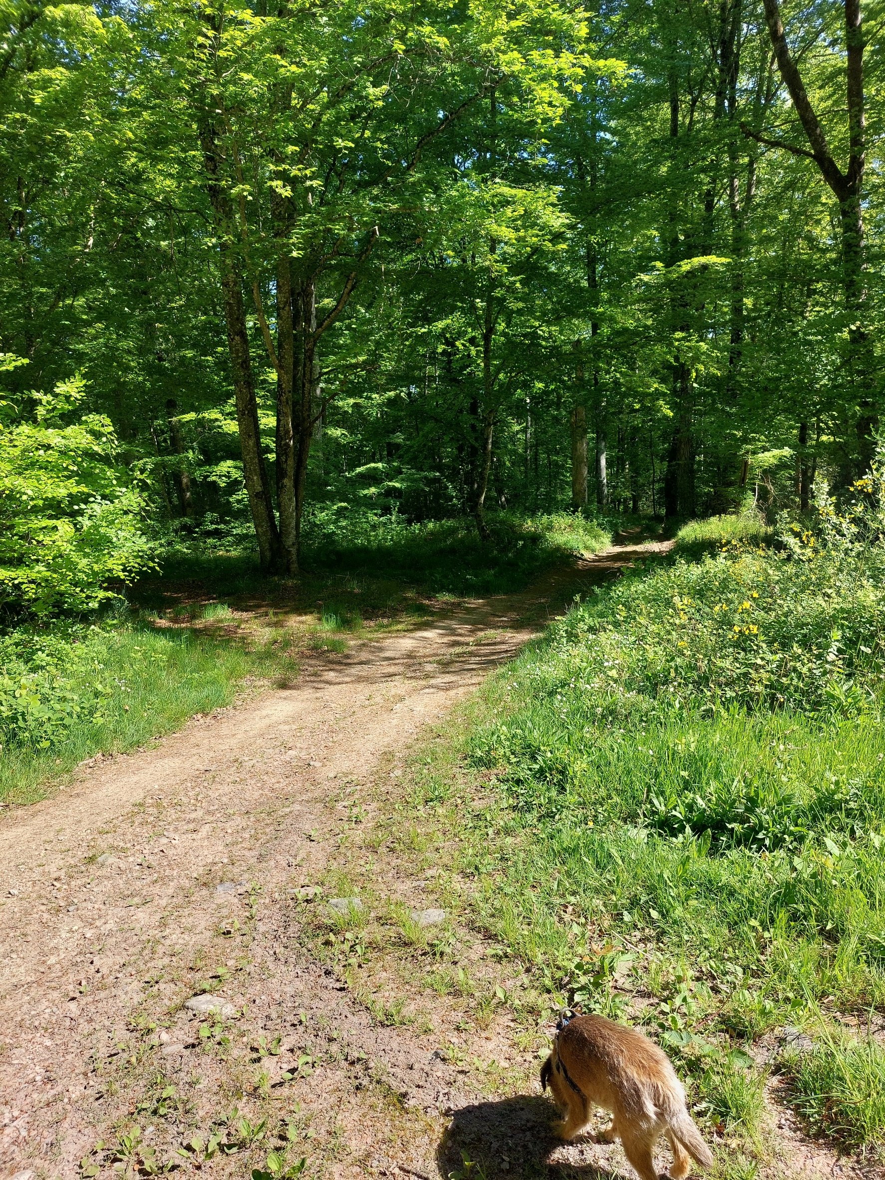 A dirt trail meanders through a lush green forest with tall trees and bright green foliage. A small dog with brown fur is walking on the trail, casting a shadow on the ground.