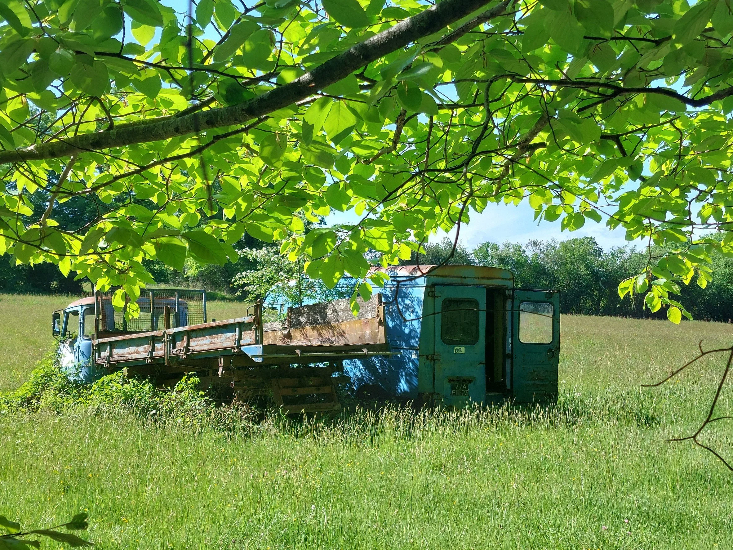 An old, rusty blue truck parked in a grassy field, partially shaded by leafy branches overhead, with a backdrop of trees and a clear blue sky.