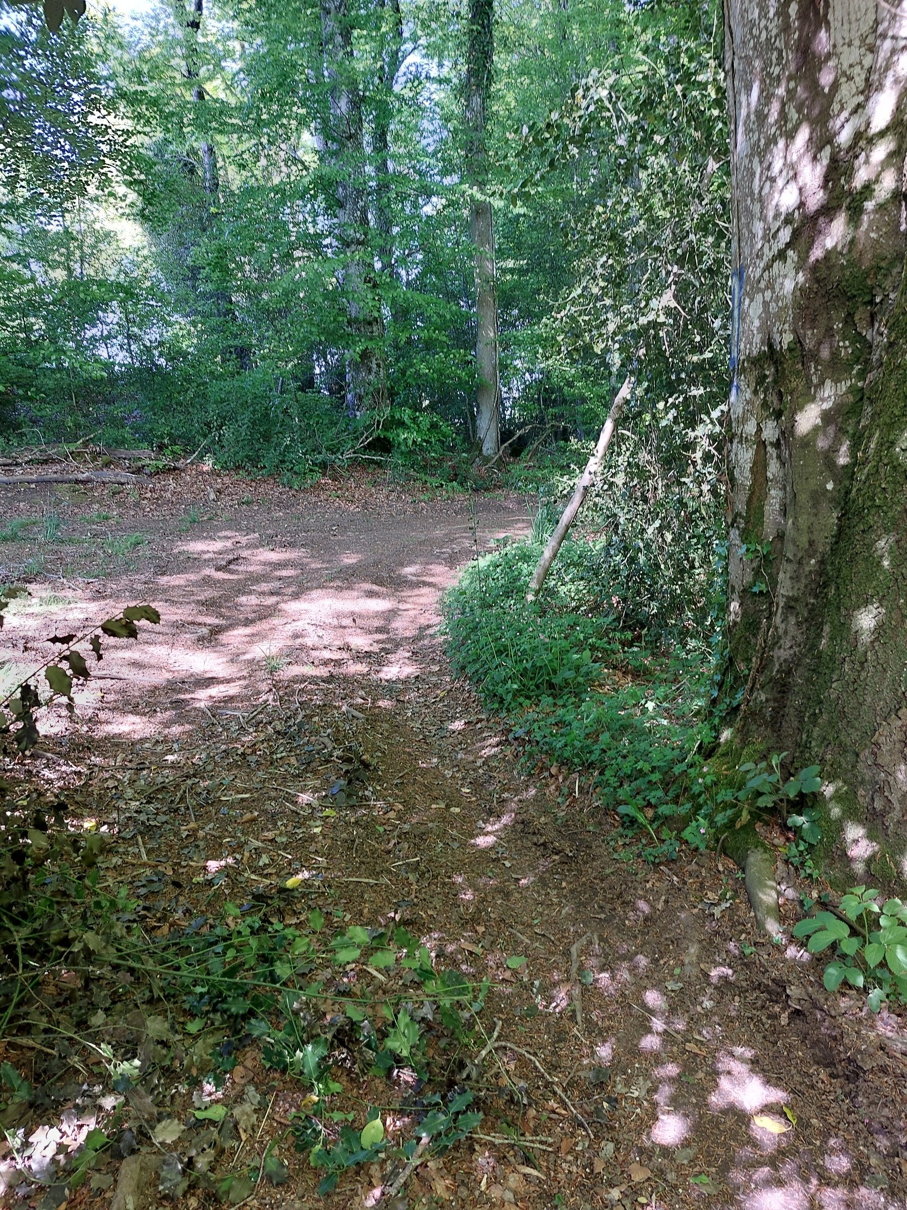 A dirt trail through a green, leafy forest with trees and bushes surrounding it, and dappled sunlight filtering through the canopy.