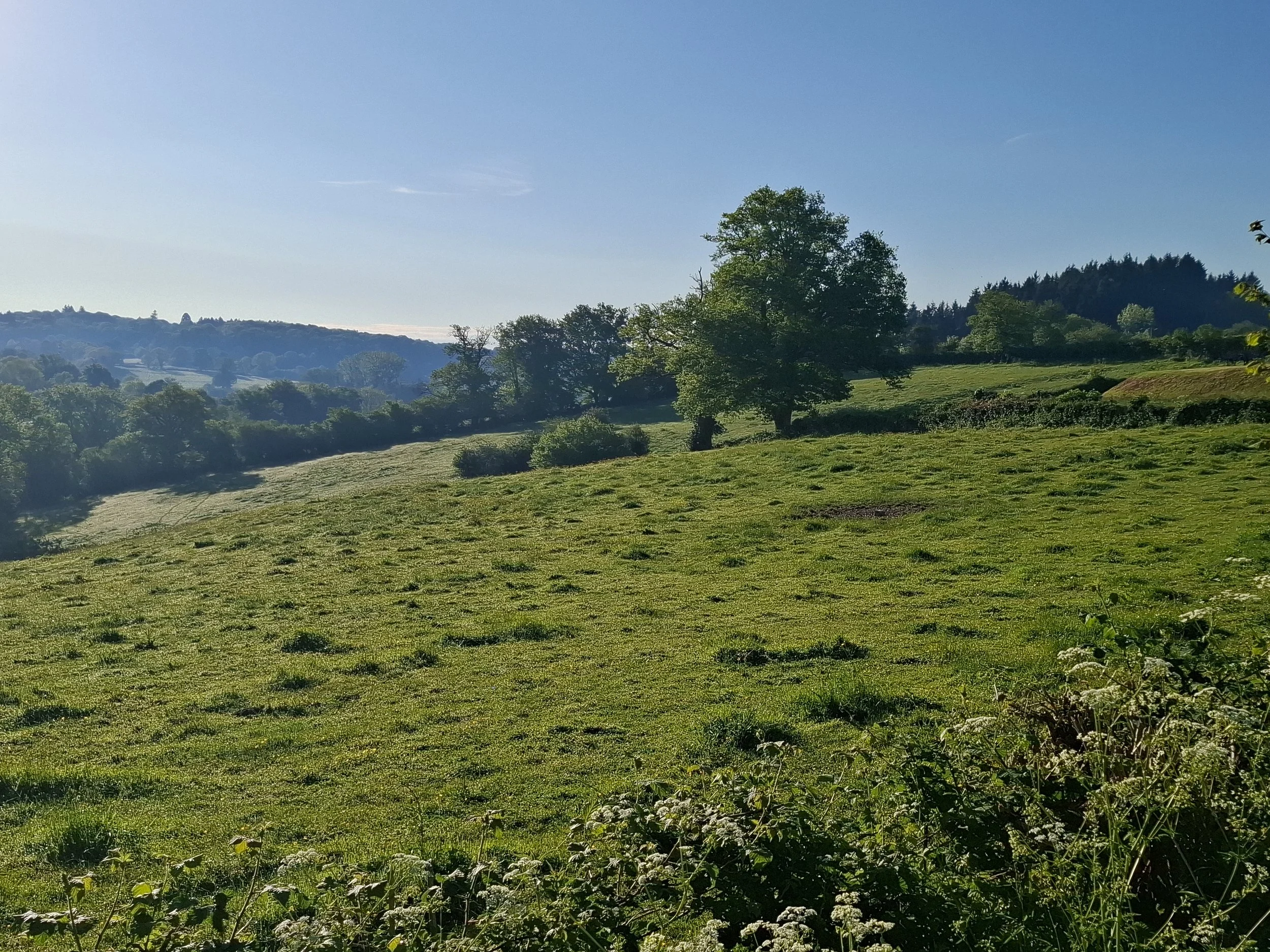 A peaceful green landscape with rolling grassy hills, scattered trees, and distant forested areas under a clear blue sky.