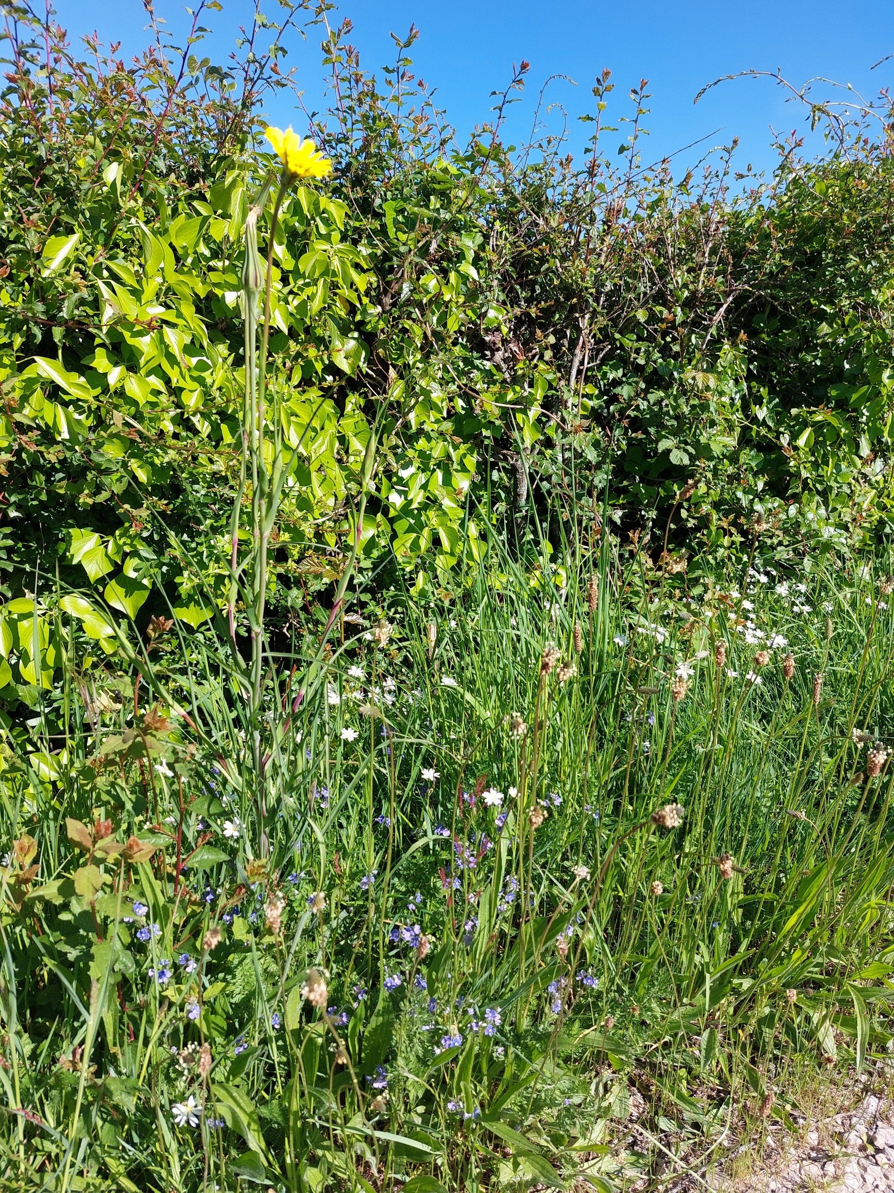Wildflowers and tall grasses growing along a natural area with a hedge of leaves, under a clear blue sky on a sunny day.