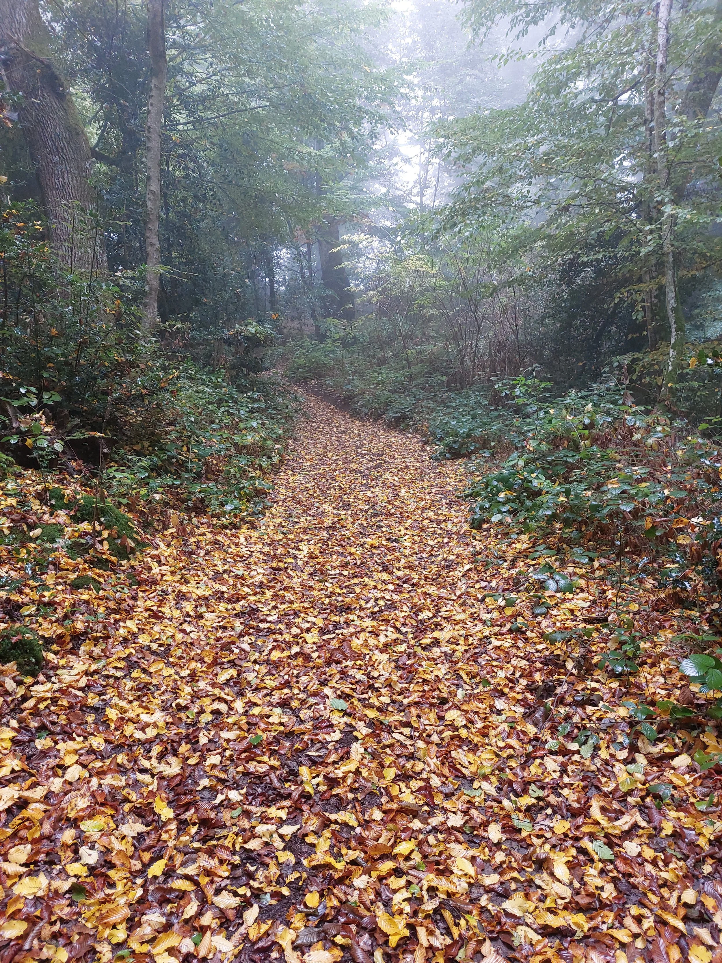 A forest trail covered in autumn leaves with trees on either side and fog in the background.