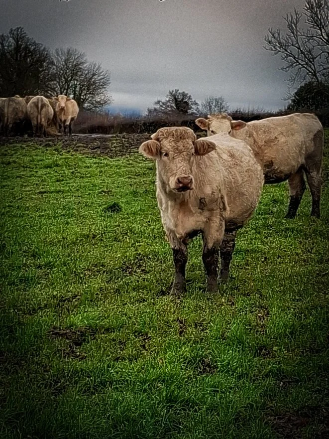 A group of cows standing on a grassy field with trees in the background under a cloudy sky.