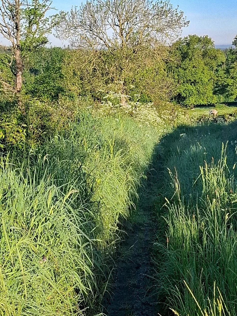 A narrow dirt trail runs through tall green grass on either side, with leafy trees and shrubs in the background under a clear blue sky.