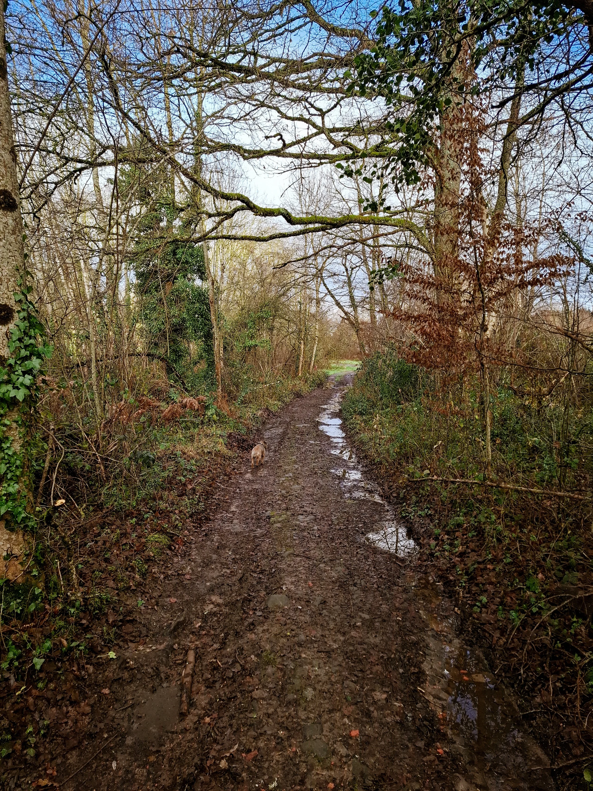 A muddy dirt trail winding through a wooded area with bare trees and some green plants, puddles on the path, and a small dog walking along the trail.