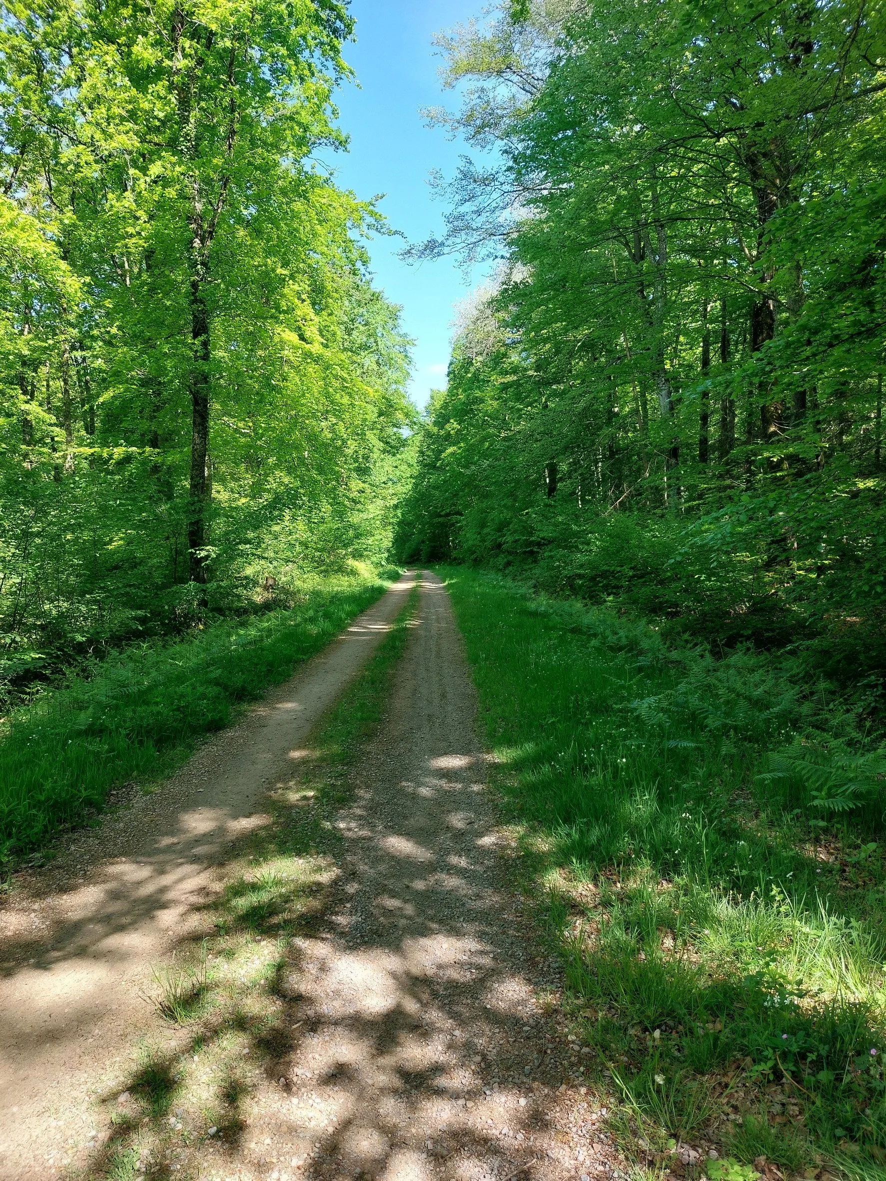 A dirt path running through a lush green forest with trees on both sides, some branches casting shadows on the path, under a bright blue sky.