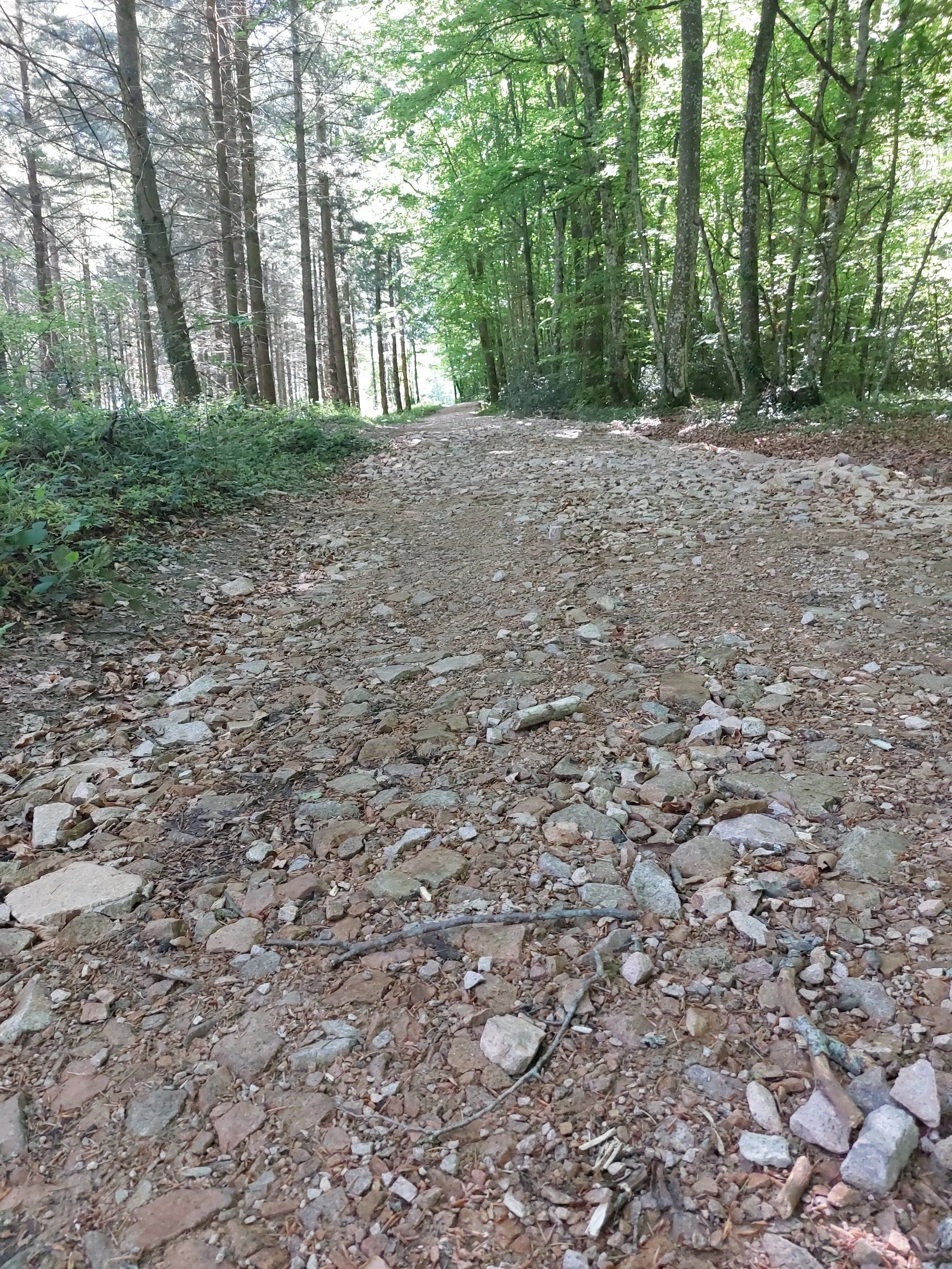 A dirt and gravel trail winding through a dense green forest with tall trees and sunlight filtering through the leaves.