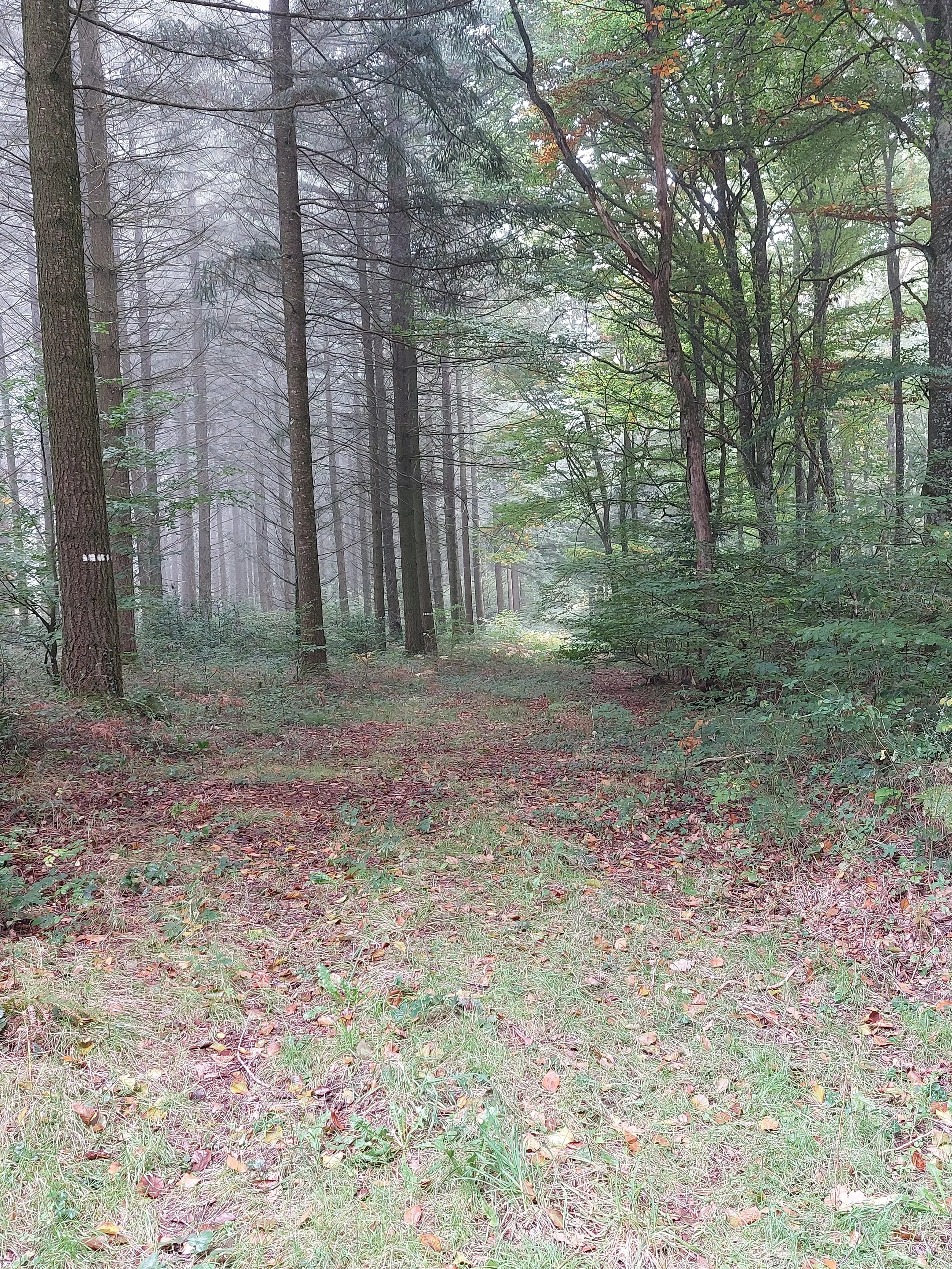 A misty forest path surrounded by tall trees with green and brown leaves, with some fallen leaves on the ground.