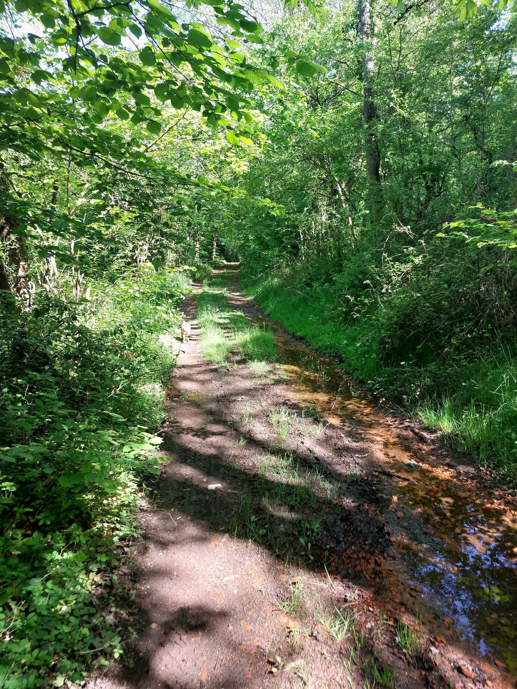 A forest trail with muddy tracks and patches of grass, surrounded by dense green trees and foliage, with sunlight filtering through the leaves.