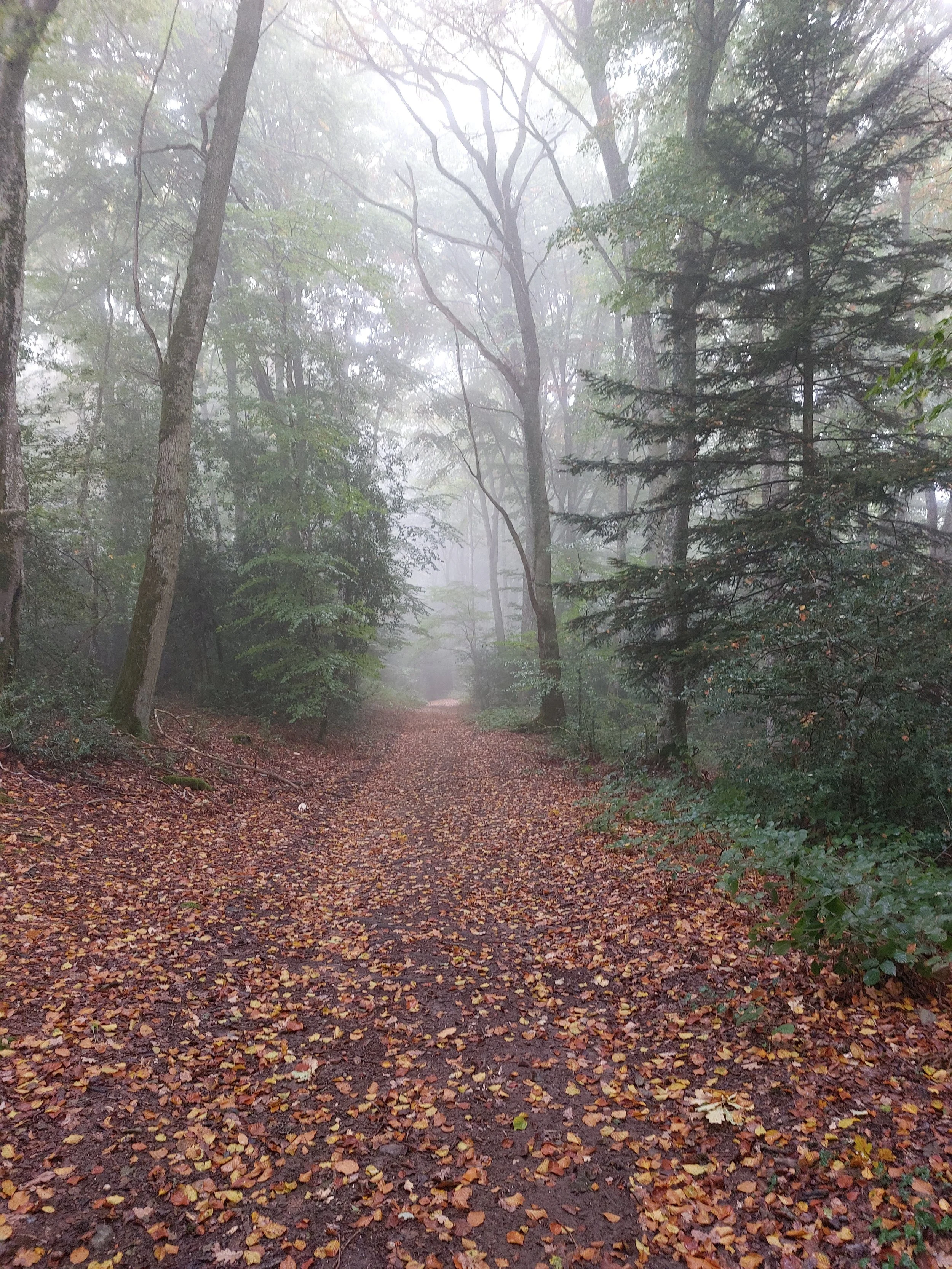 A foggy forest path lined with leafless and evergreen trees, covered in fallen autumn leaves.