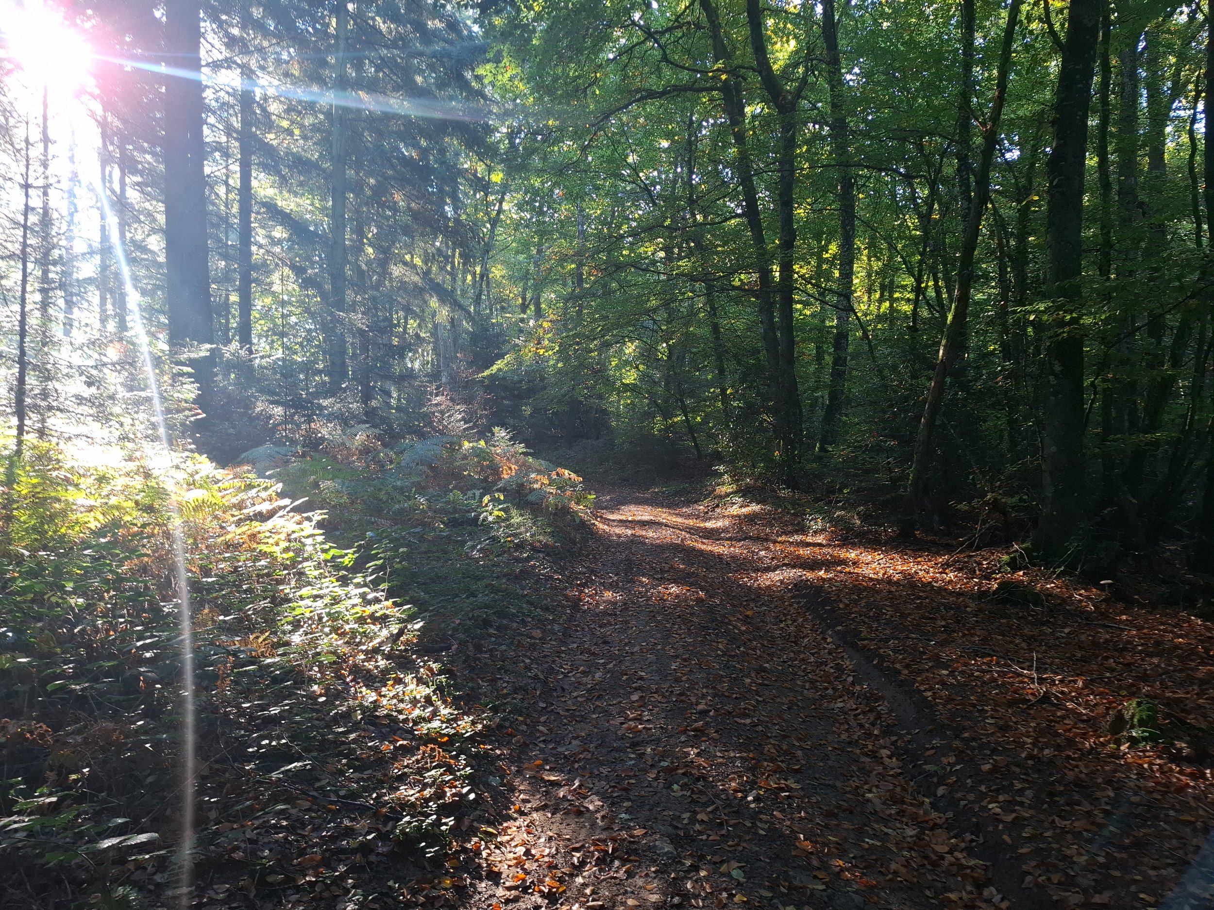 A dirt trail in a dense, green forest with sunlight streaming through the trees and creating lens flare.