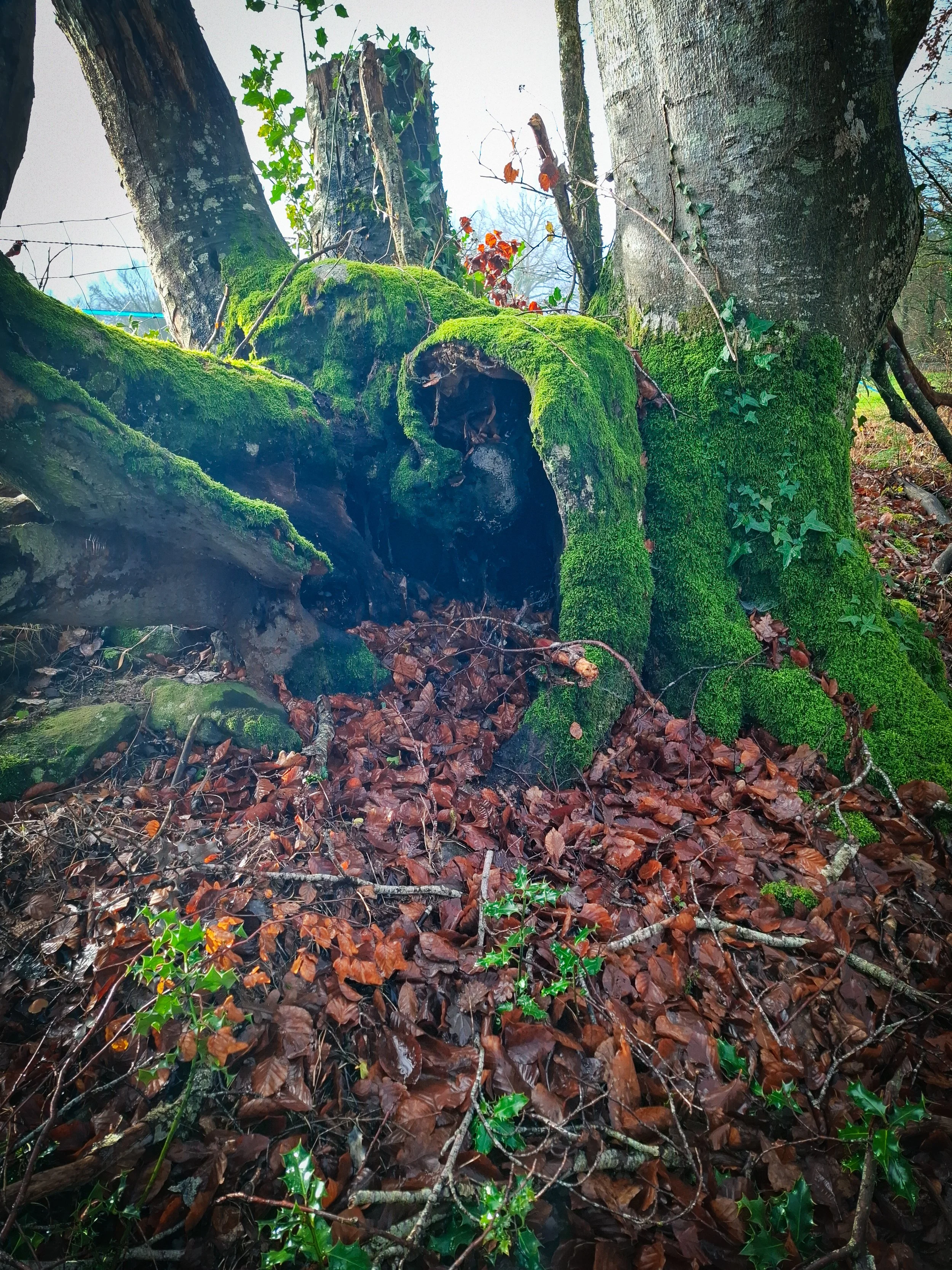 Moss-covered tree trunk with exposed roots on leaf-covered forest floor, surrounded by ivy and fallen leaves.