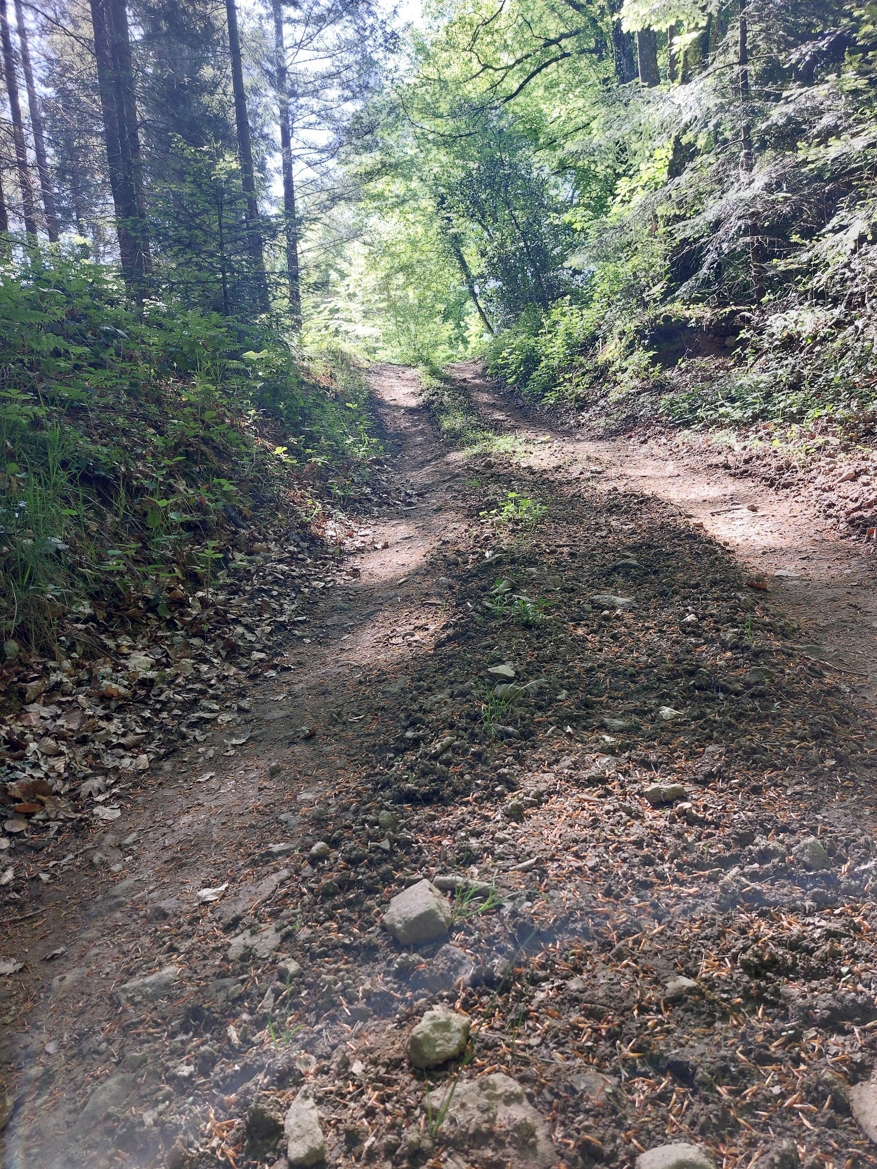 A dirt trail through a lush green forest with trees and sunlight filtering through the leaves.