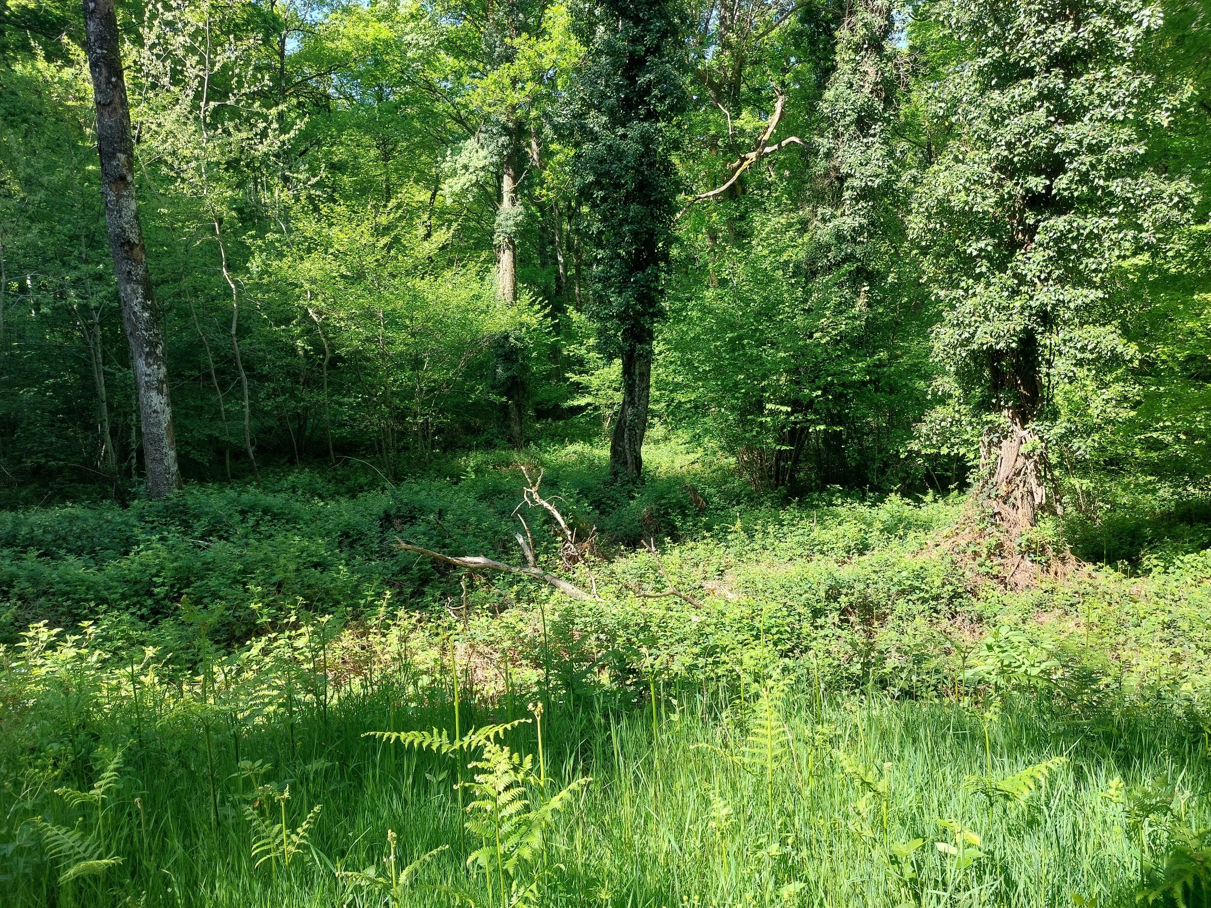 A lush green forest with tall trees and dense foliage, with sunlight filtering through the leaves.