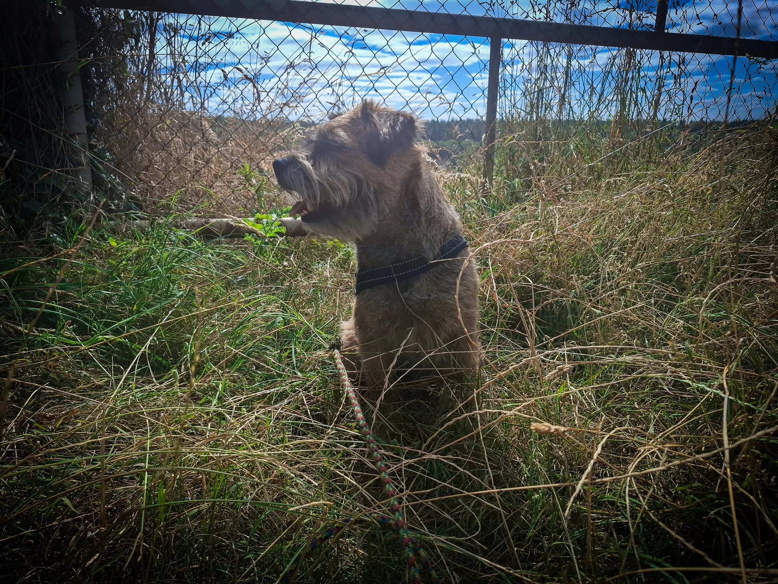 A dog sitting in tall grass near a wire fence, chewing on a green branch, with a blue sky and some trees in the background.