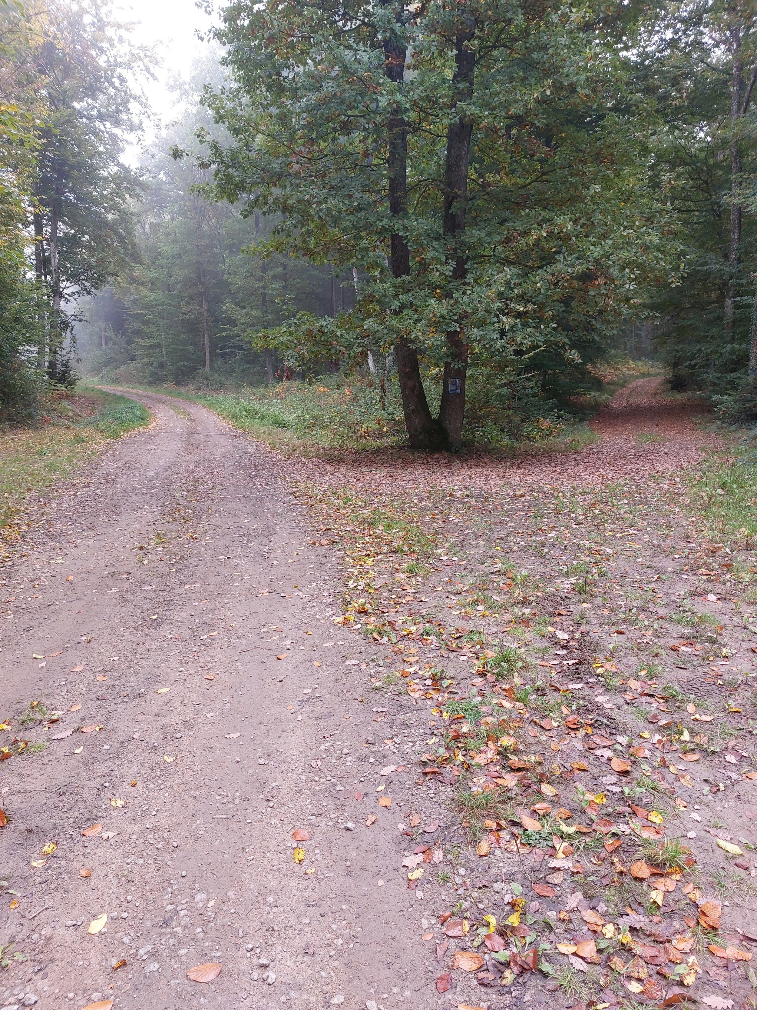 A fork in a dirt forest trail, with one path veering right and the other continuing straight ahead, surrounded by green trees and fallen autumn leaves.