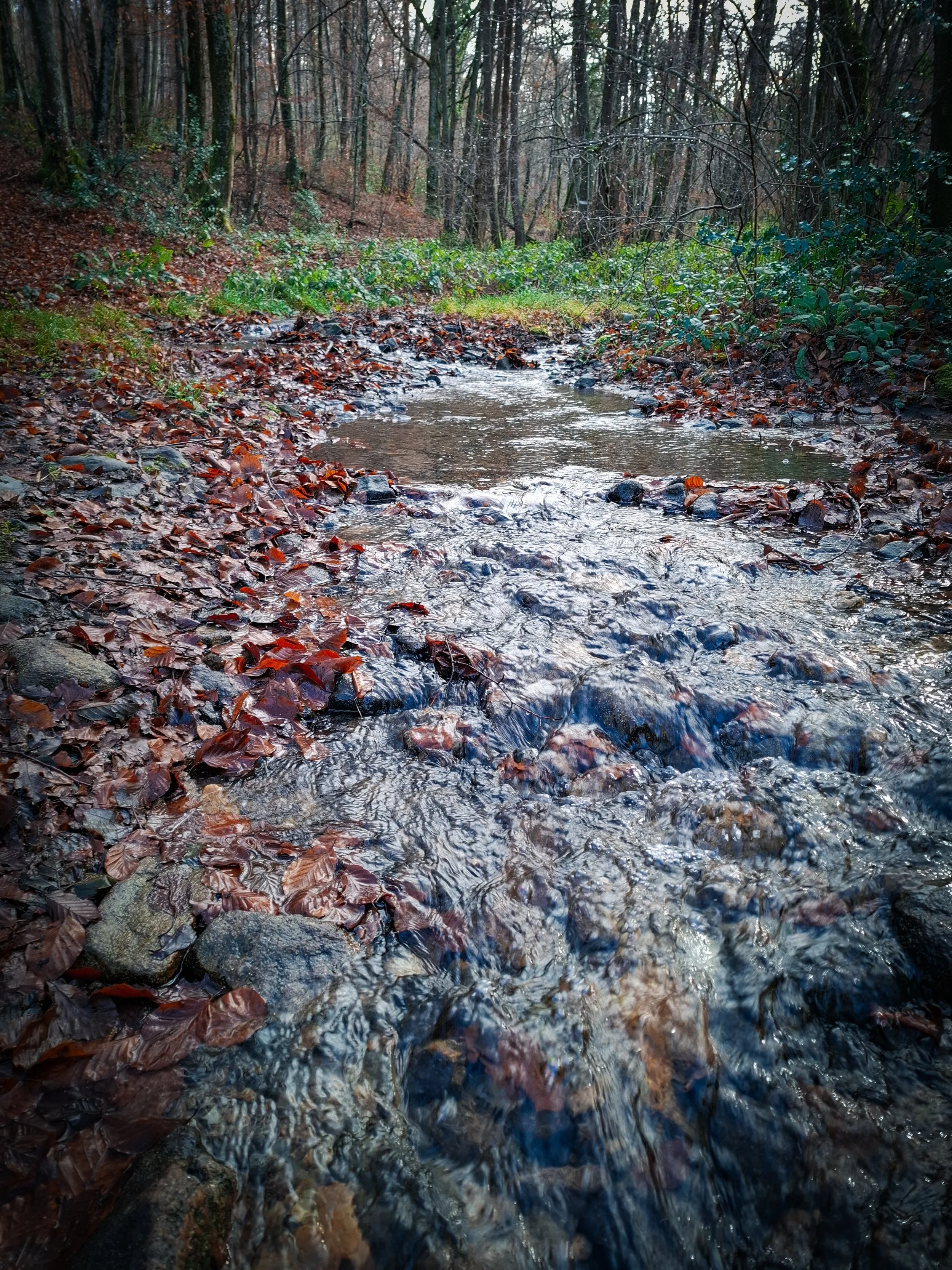 A small creek flowing through a forested area with wet, fallen leaves on the ground and trees in the background.