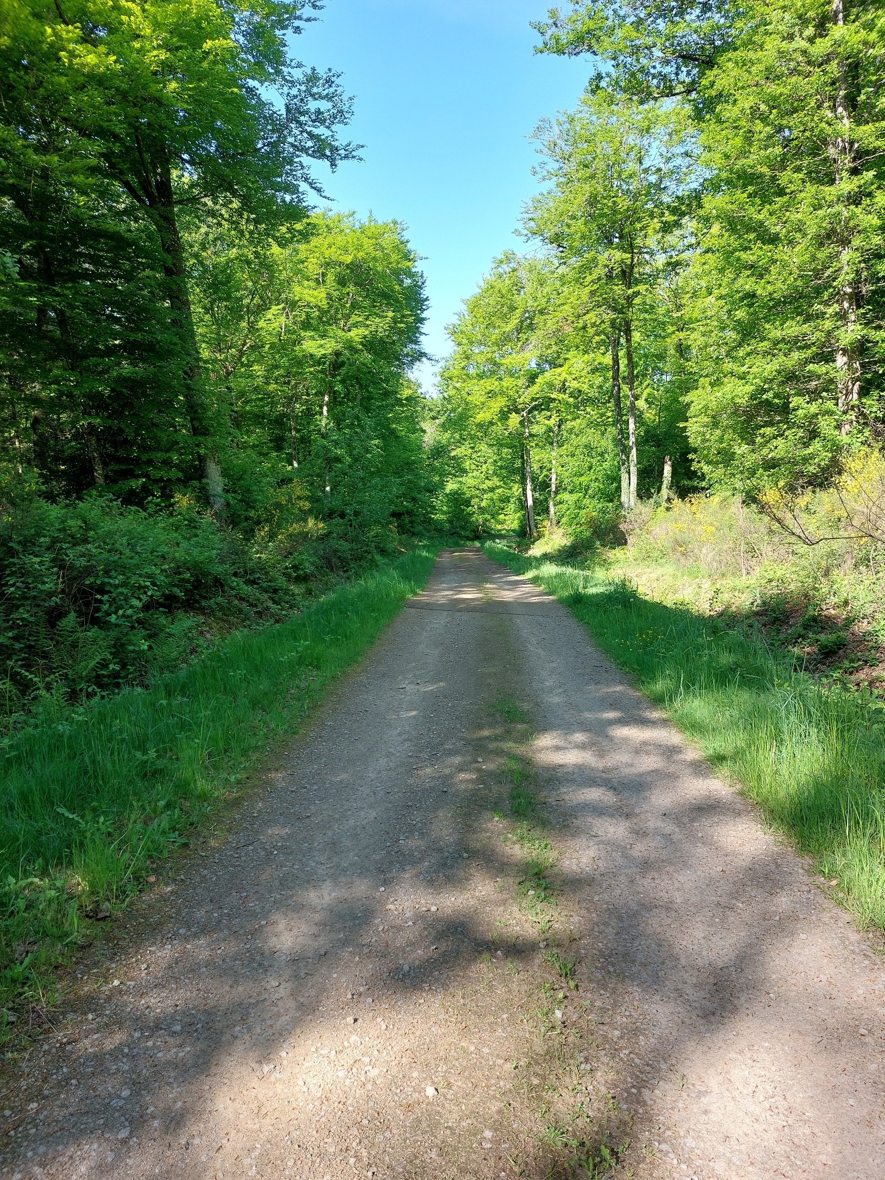 A dirt path running through a lush green forest with tall trees and blue sky overhead.