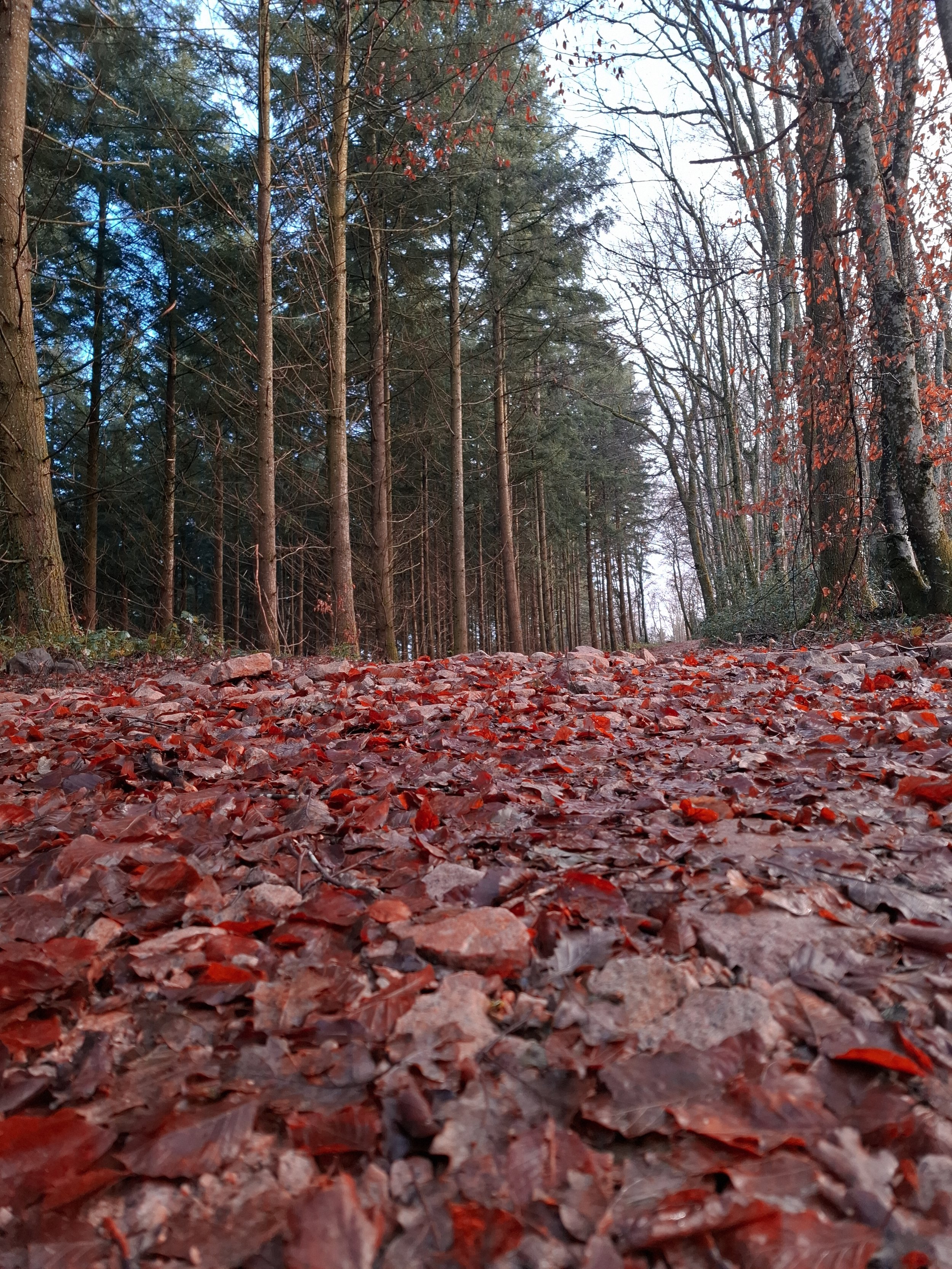 A forest trail covered with fallen red and brown leaves, flanked by tall trees with some greenery and sparse branches.