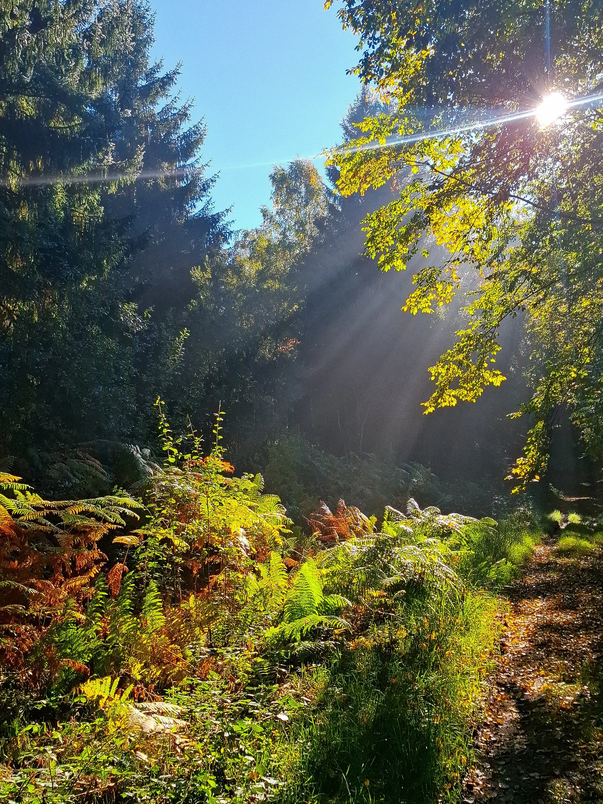 Sunlight streaming through green leaves onto a forest trail
