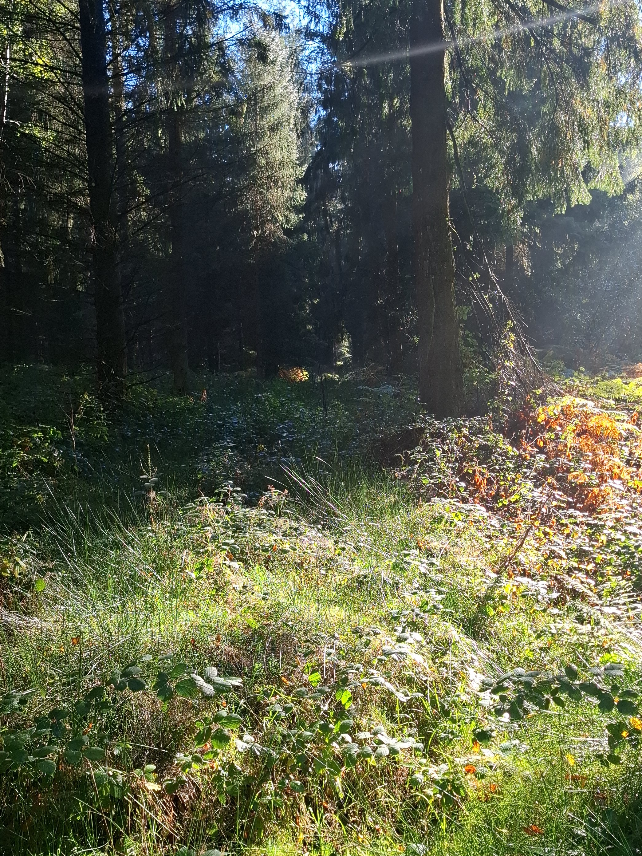 Sunlight filters through tall trees in a dense forest, illuminating green plants and grasses on the forest floor.