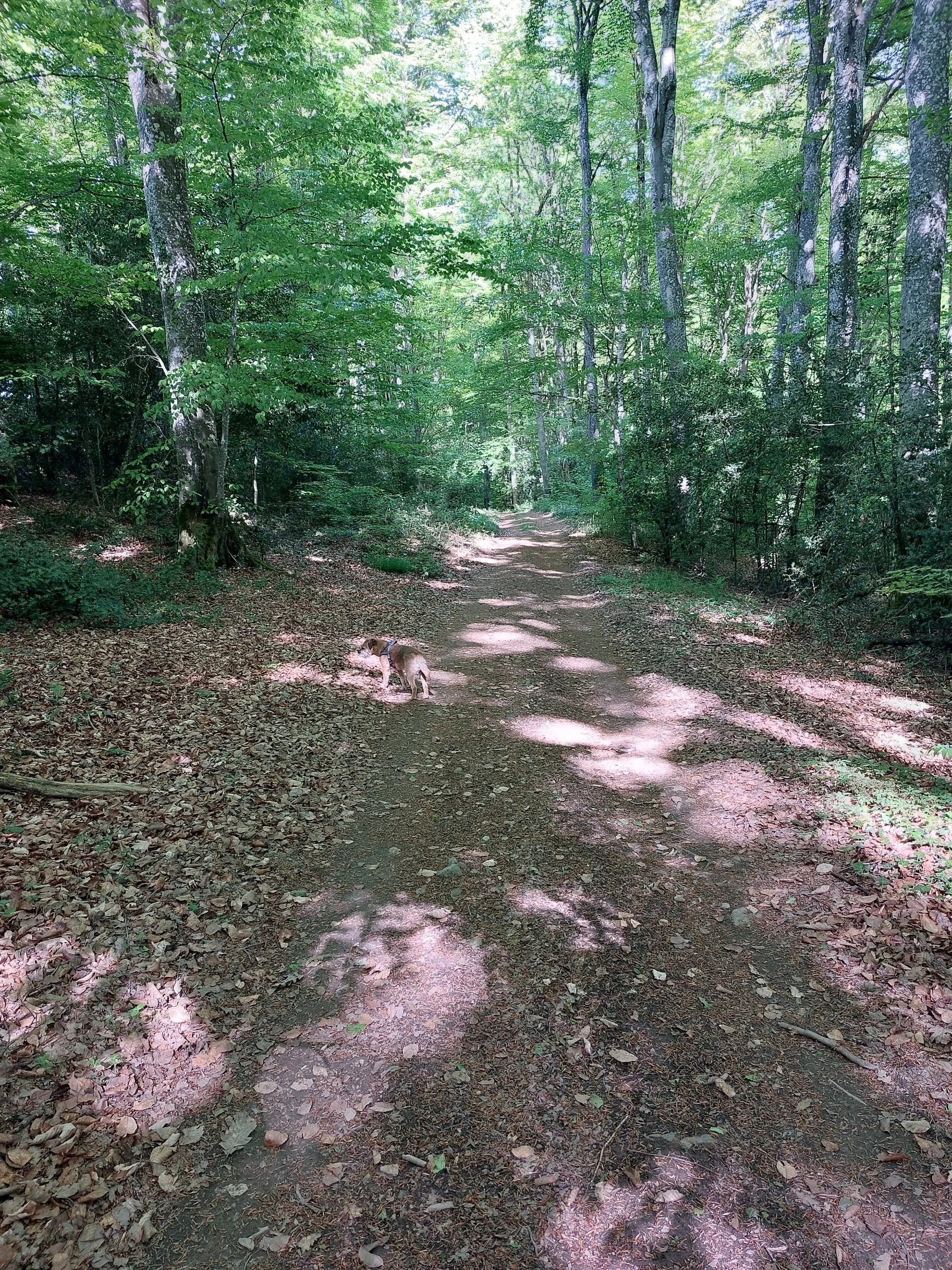 A dirt trail through a lush green forest with sunlight filtering through the trees, and a small dog walking on the path.
