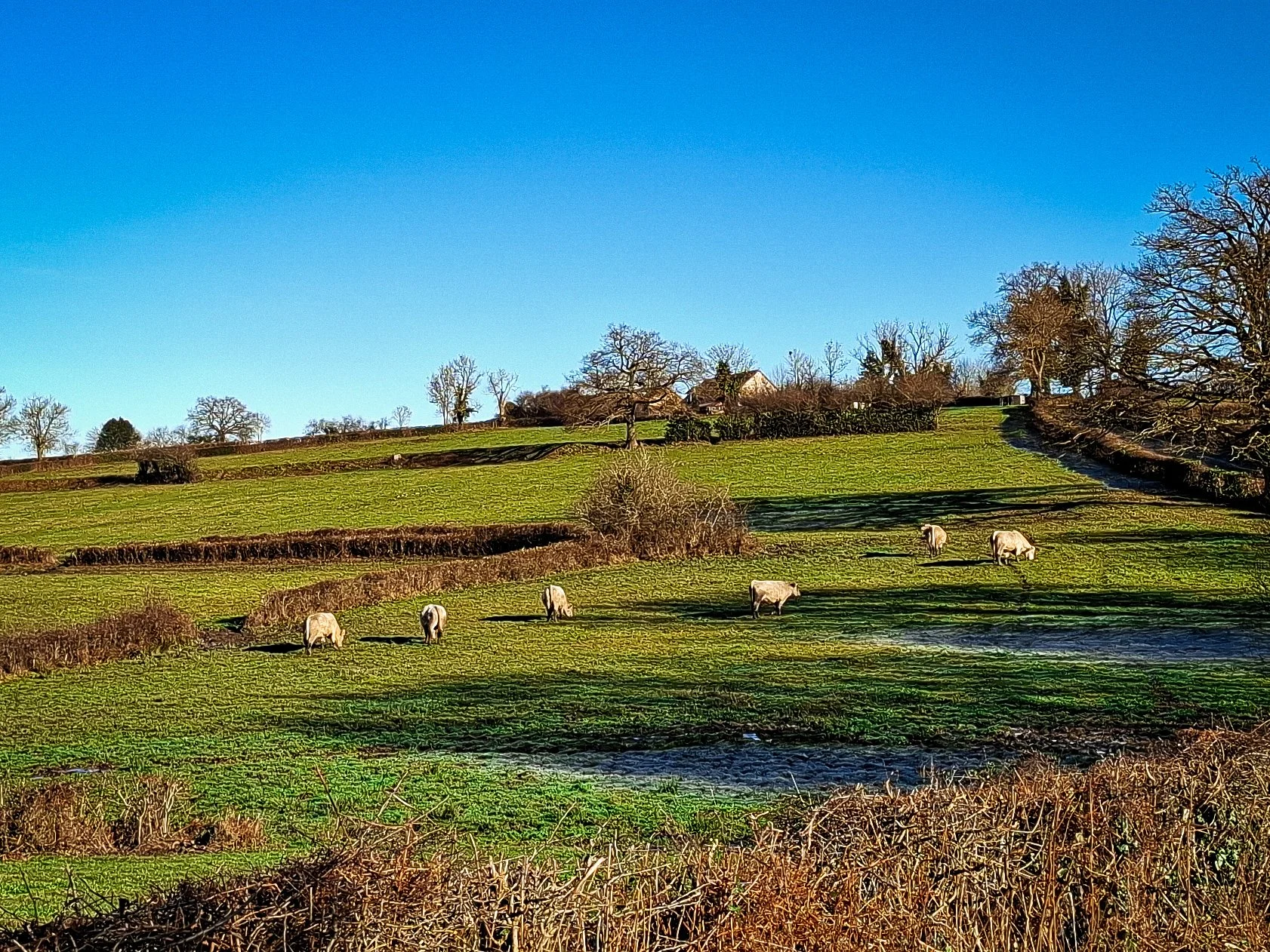 A green hilly landscape with five sheep grazing, scattered trees on the hillside, and a clear blue sky overhead.