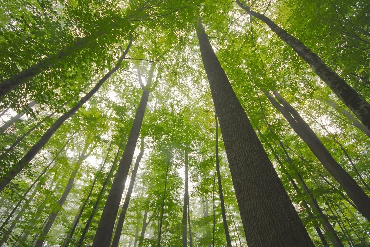 Looking up at tall trees with green leaves in a forest, with light filtering through the canopy.