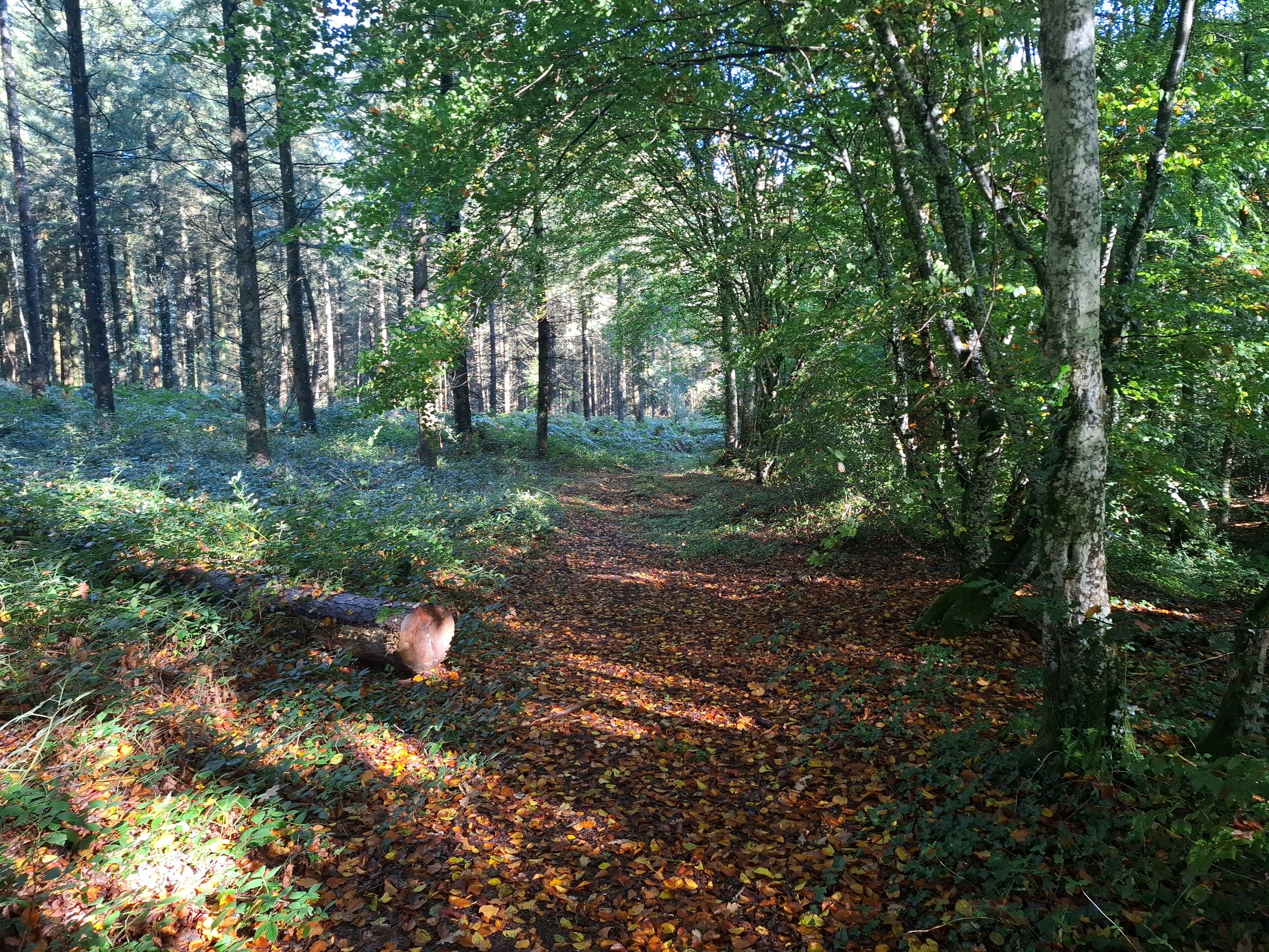 Sunlight filtering through trees in a forest, with a dirt path covered in fallen leaves and a cut log on the ground.