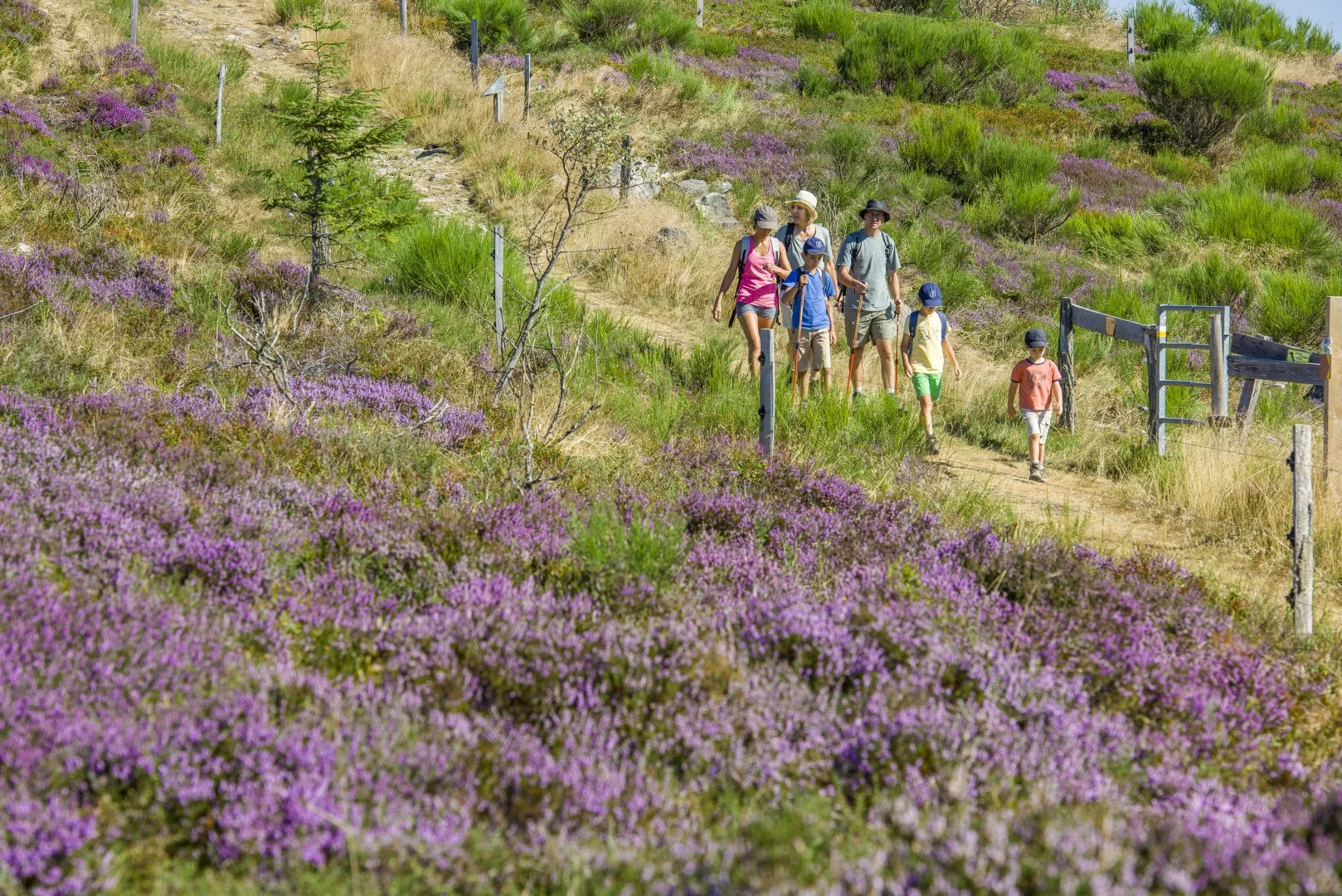 A group of people, including children and adults, hiking along a dirt trail through a hilly landscape with purple and green bushes and scattered trees.