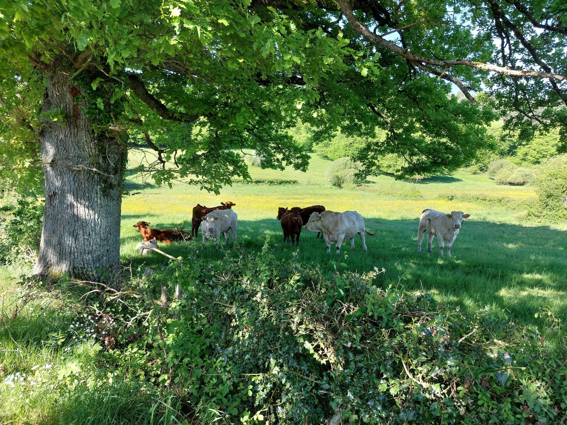 Cattle grazing under a large leafy tree in a green pasture with rolling hills in the background.