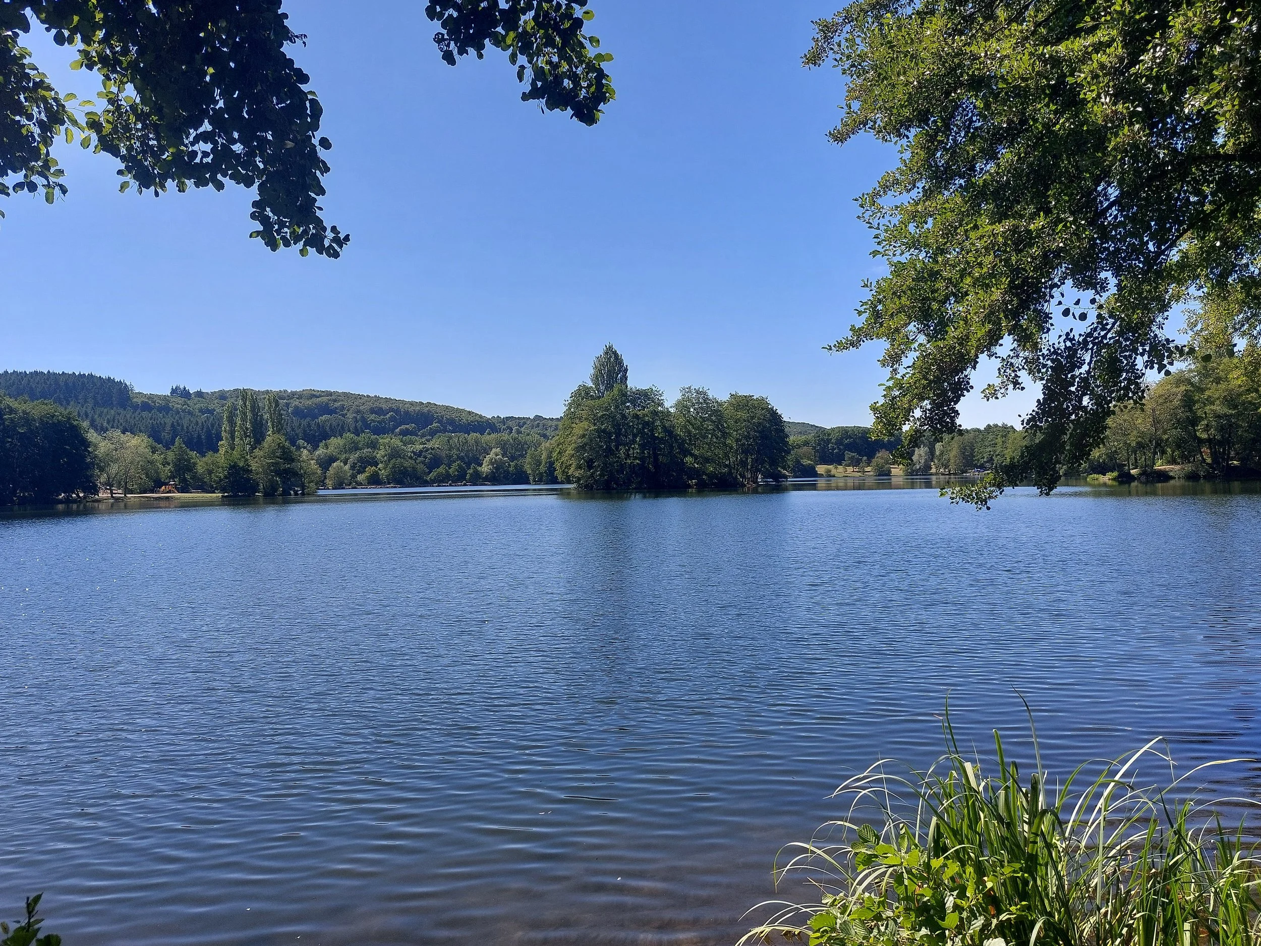 A peaceful lake surrounded by green trees under a clear blue sky, with some foliage in the foreground.