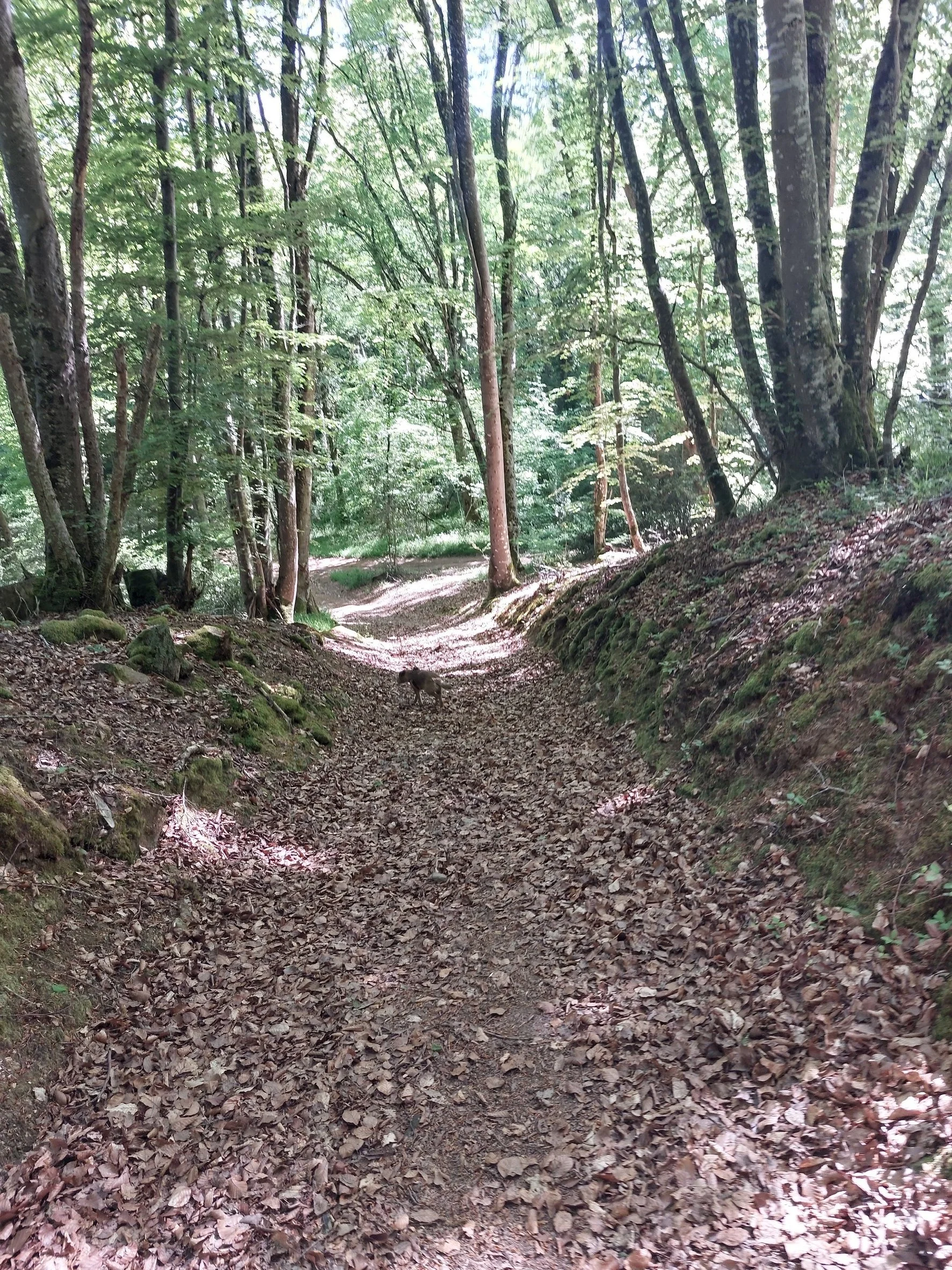 A wooded dirt trail with fallen leaves, surrounded by tall trees with green foliage, in a forest.