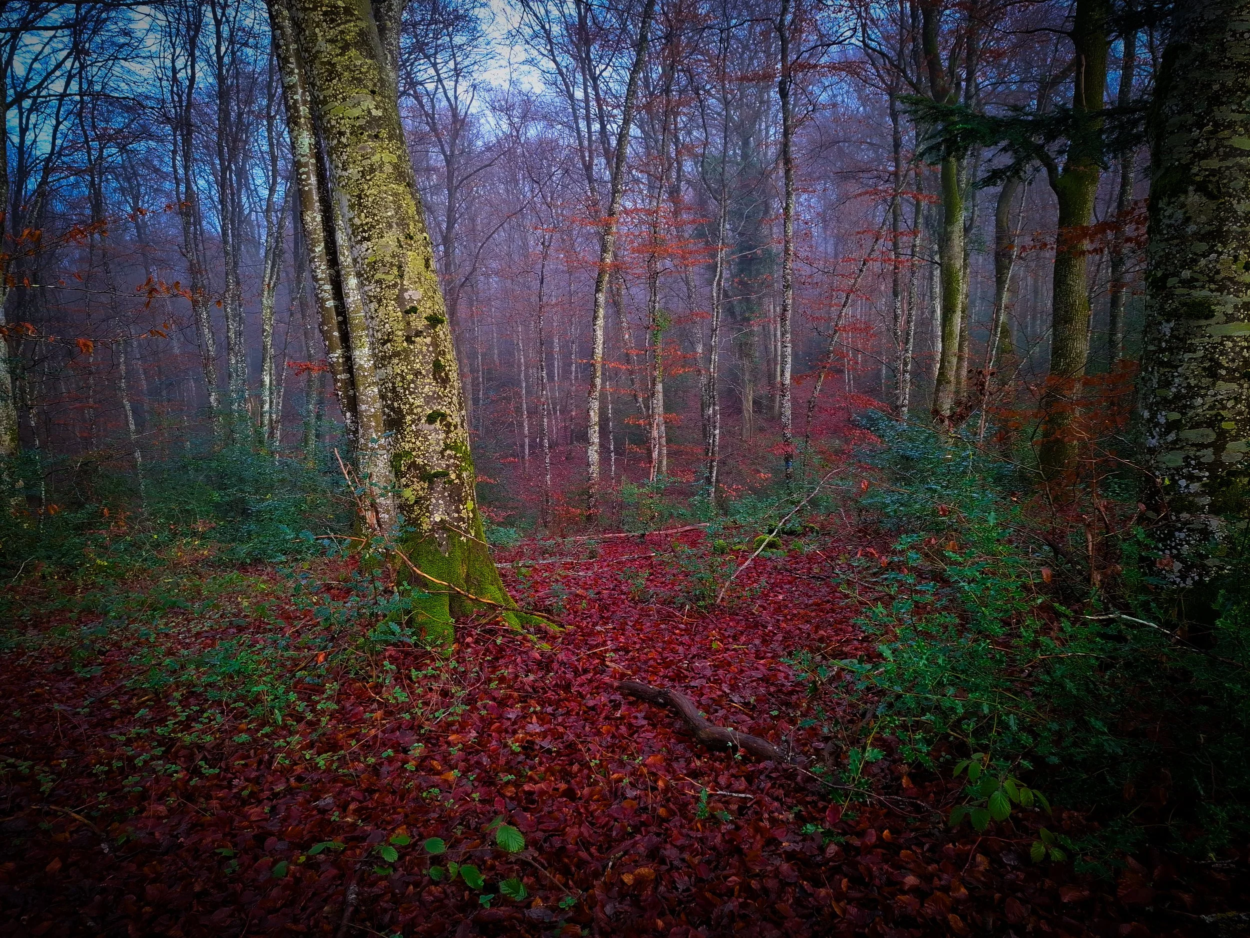A dense forest with tall trees covered in moss and lichen, red fallen leaves on the ground, and a misty blue sky in the background.