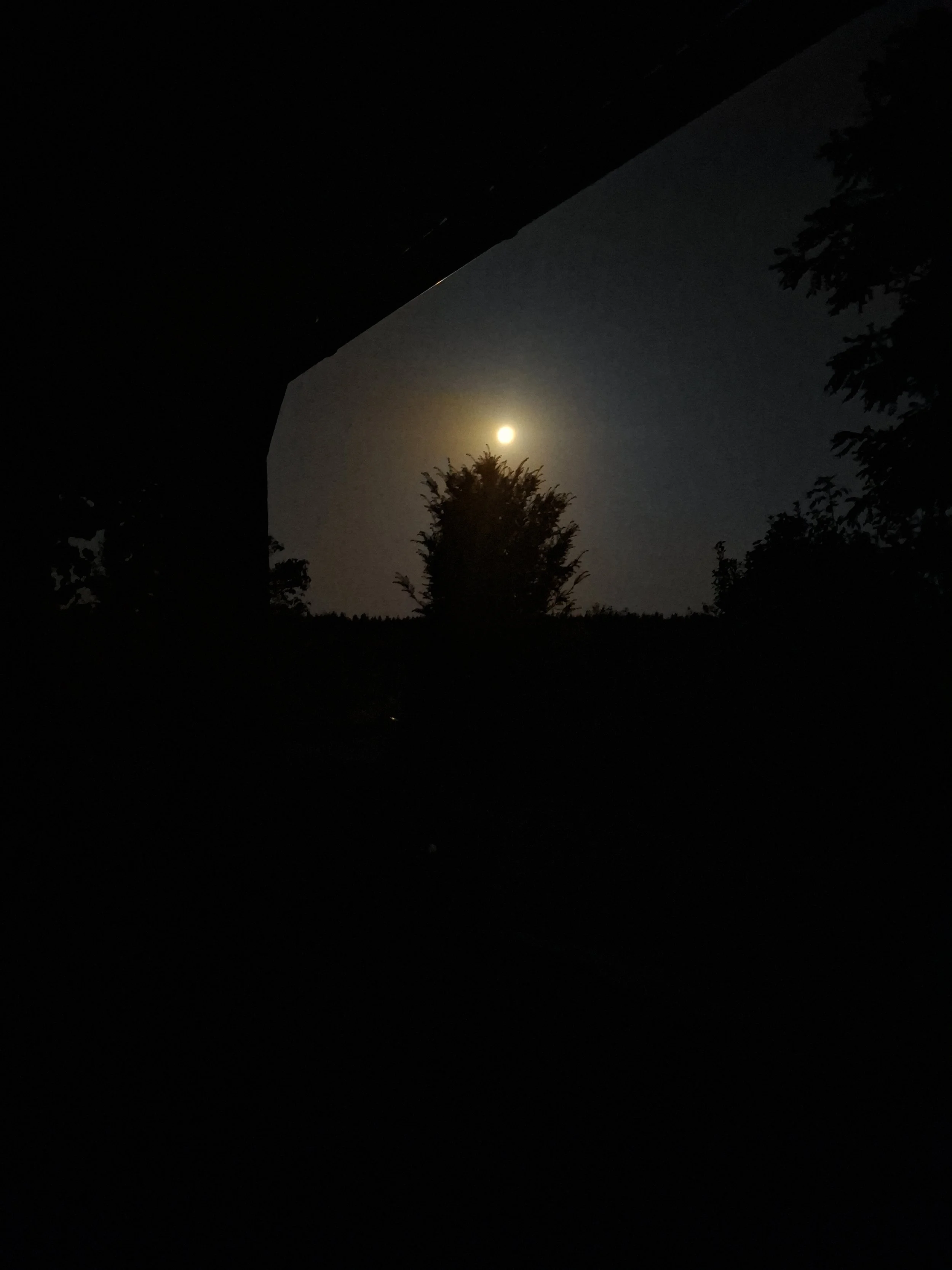 Nighttime scene with a bright moon and partial silhouette of trees against the night sky.