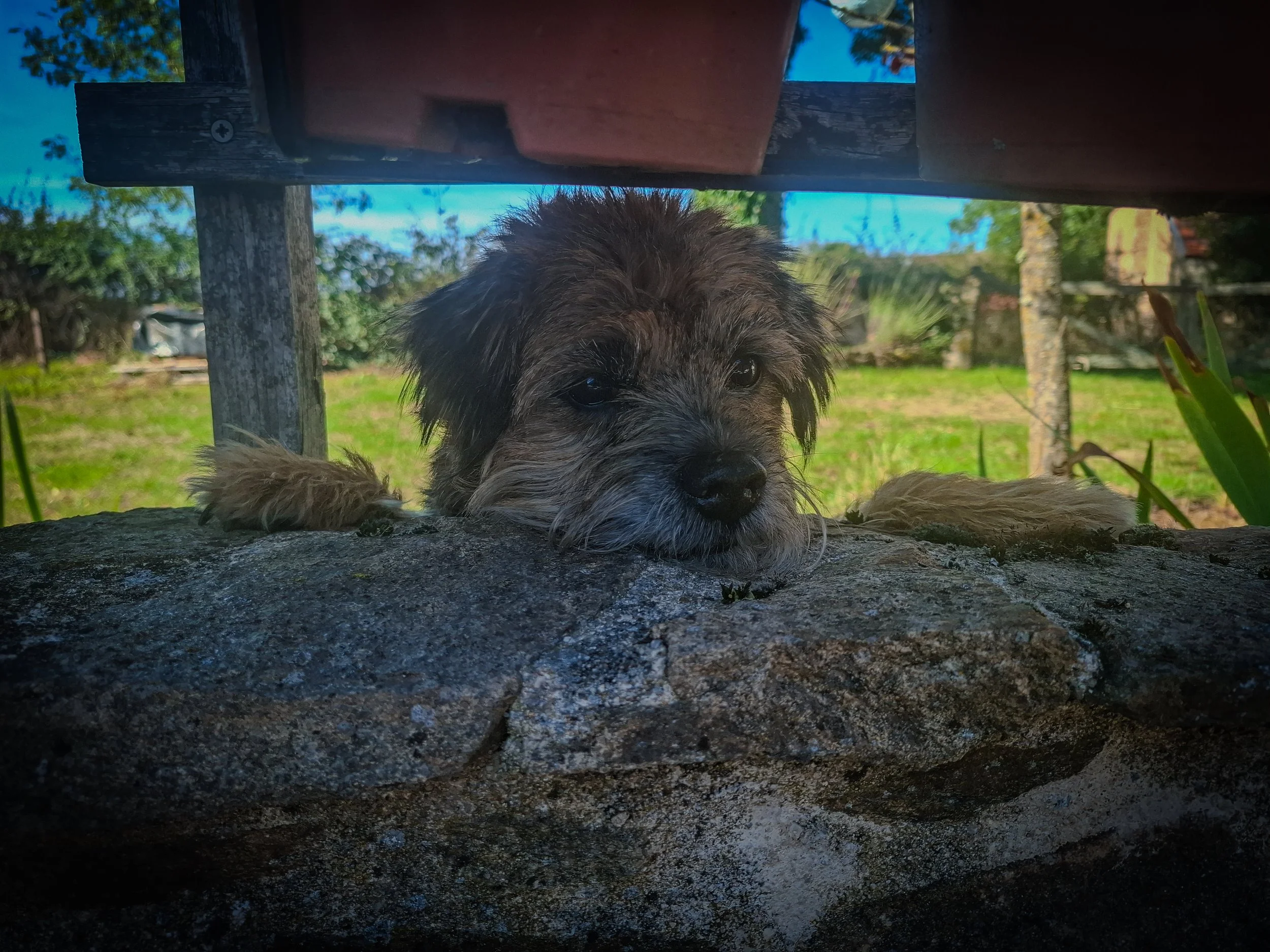 A cute puppy with brown and black fur lying on a rock, resting its head, peeking out from underneath a wooden deck, outdoors with green grass and trees in the background.