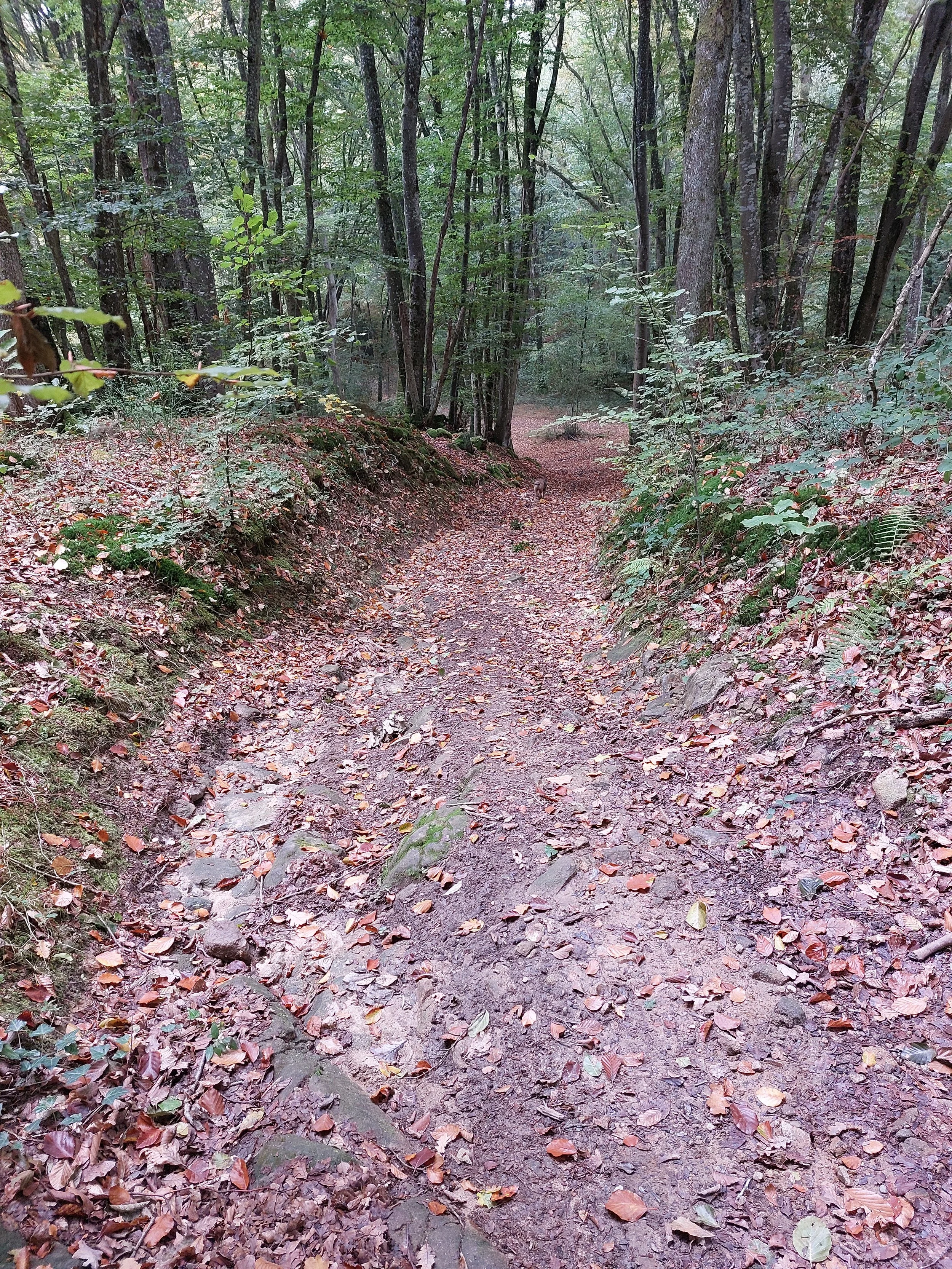 A dirt trail in a forest with trees on either side and fallen leaves covering the ground.