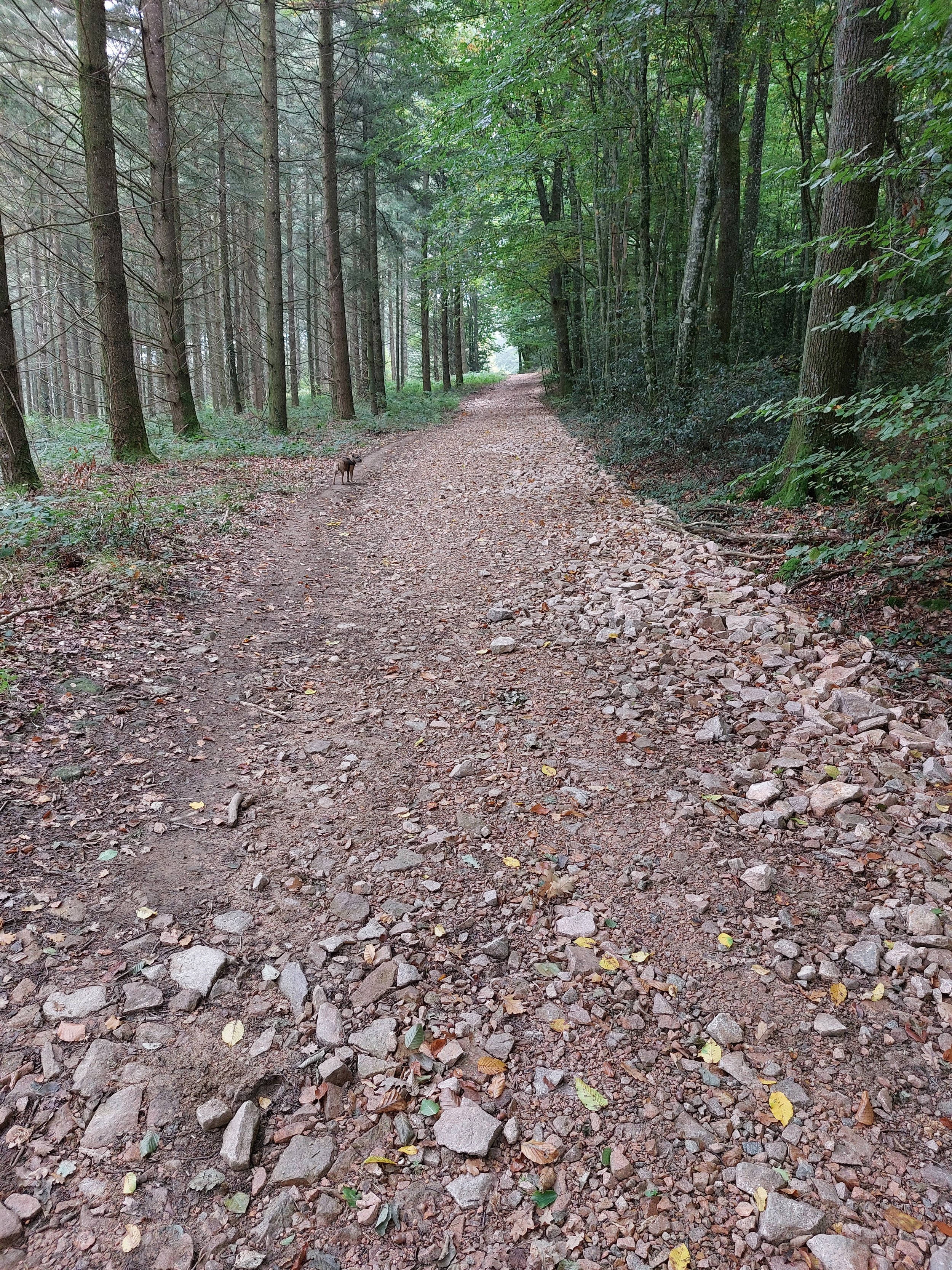 A dirt and rocky trail through a dense forest with tall trees on both sides and a small dog standing in the distance.
