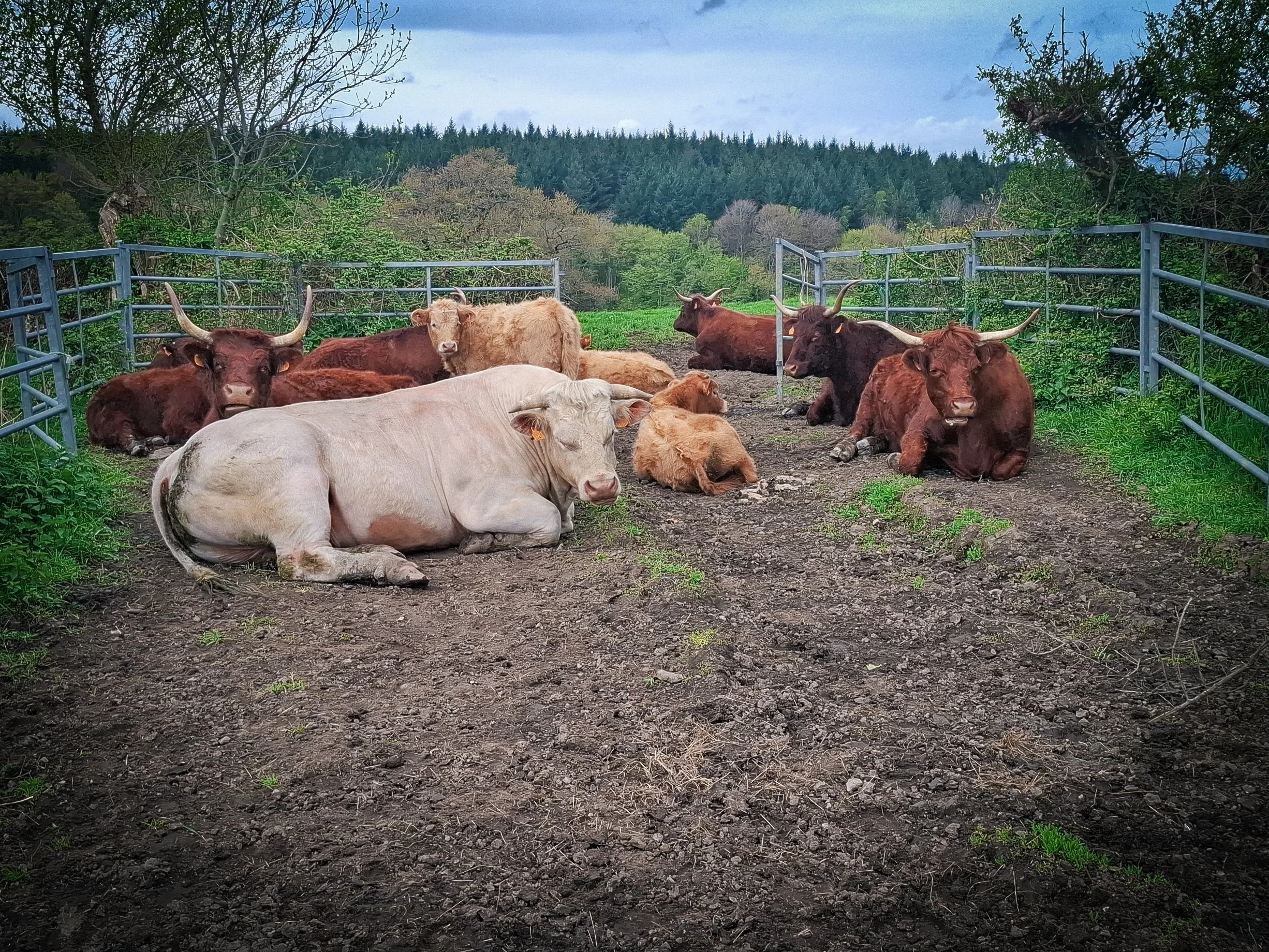 Several cows and calves resting inside an enclosed outdoor area with railings, with trees and hills in the background.