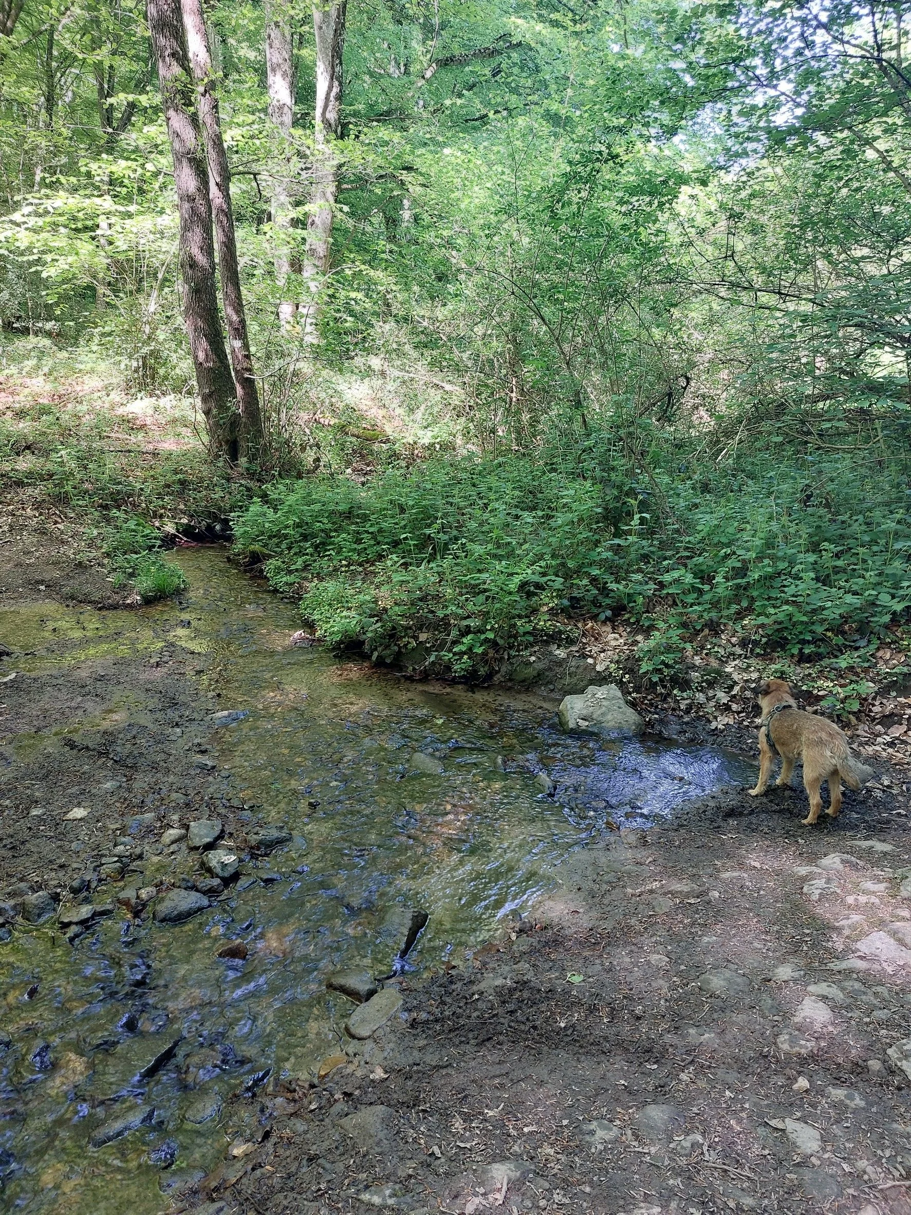 A small dog standing at the edge of a shallow creek in a dense green forest.