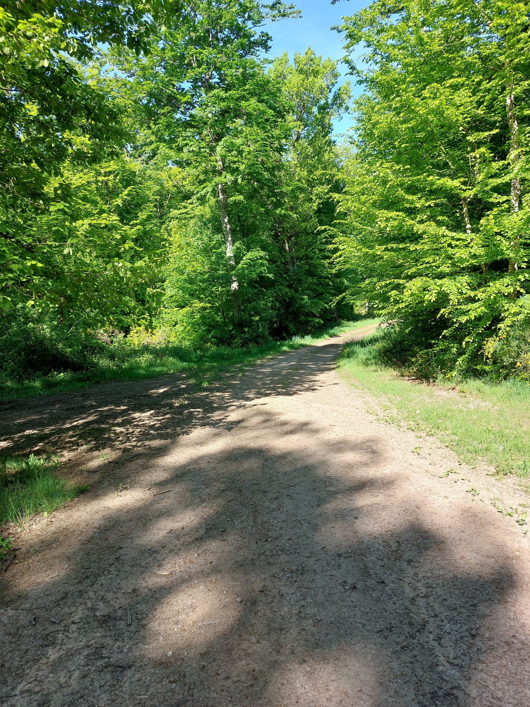 A dirt trail winding through a lush green forest with tall trees and bright sunlight, shadows cast on the path.