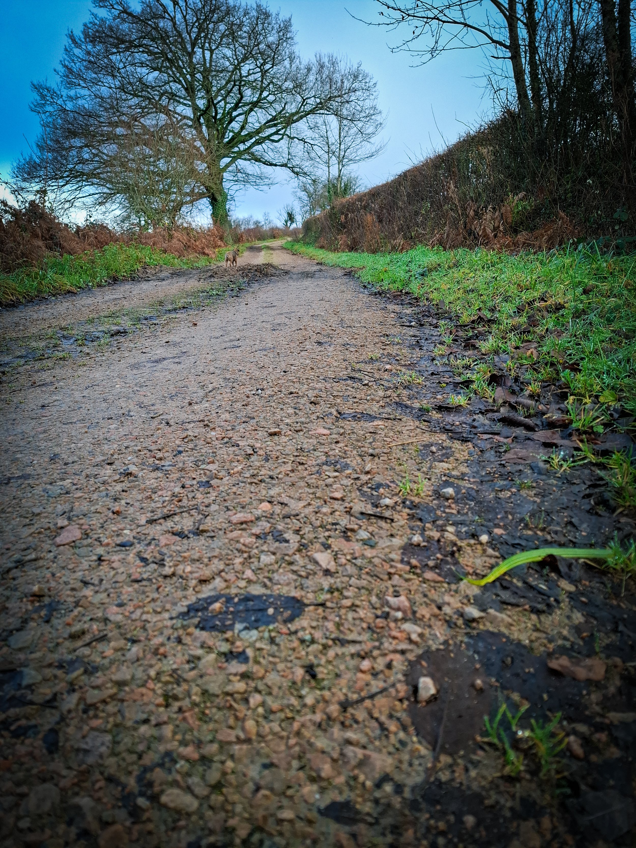 Dirt and gravel country road with patches of green grass on the sides, extending towards a large bare tree, with a small dog walking ahead, under a blue sky with some clouds.