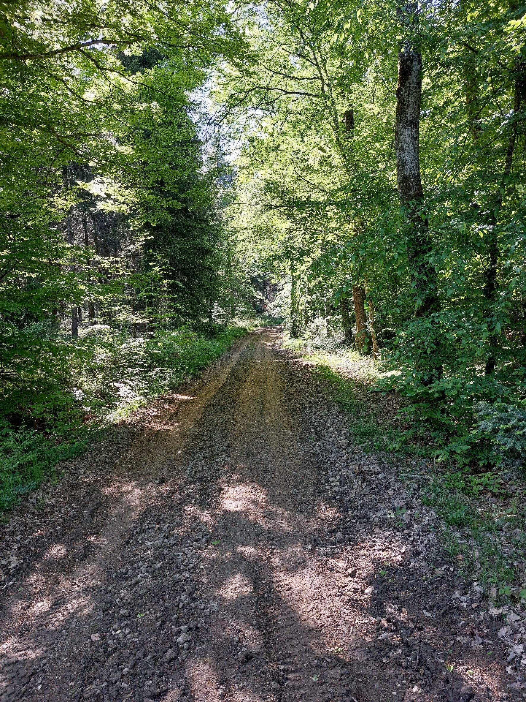A dirt trail in a lush green forest, with trees on both sides and sunlight filtering through the leaves.