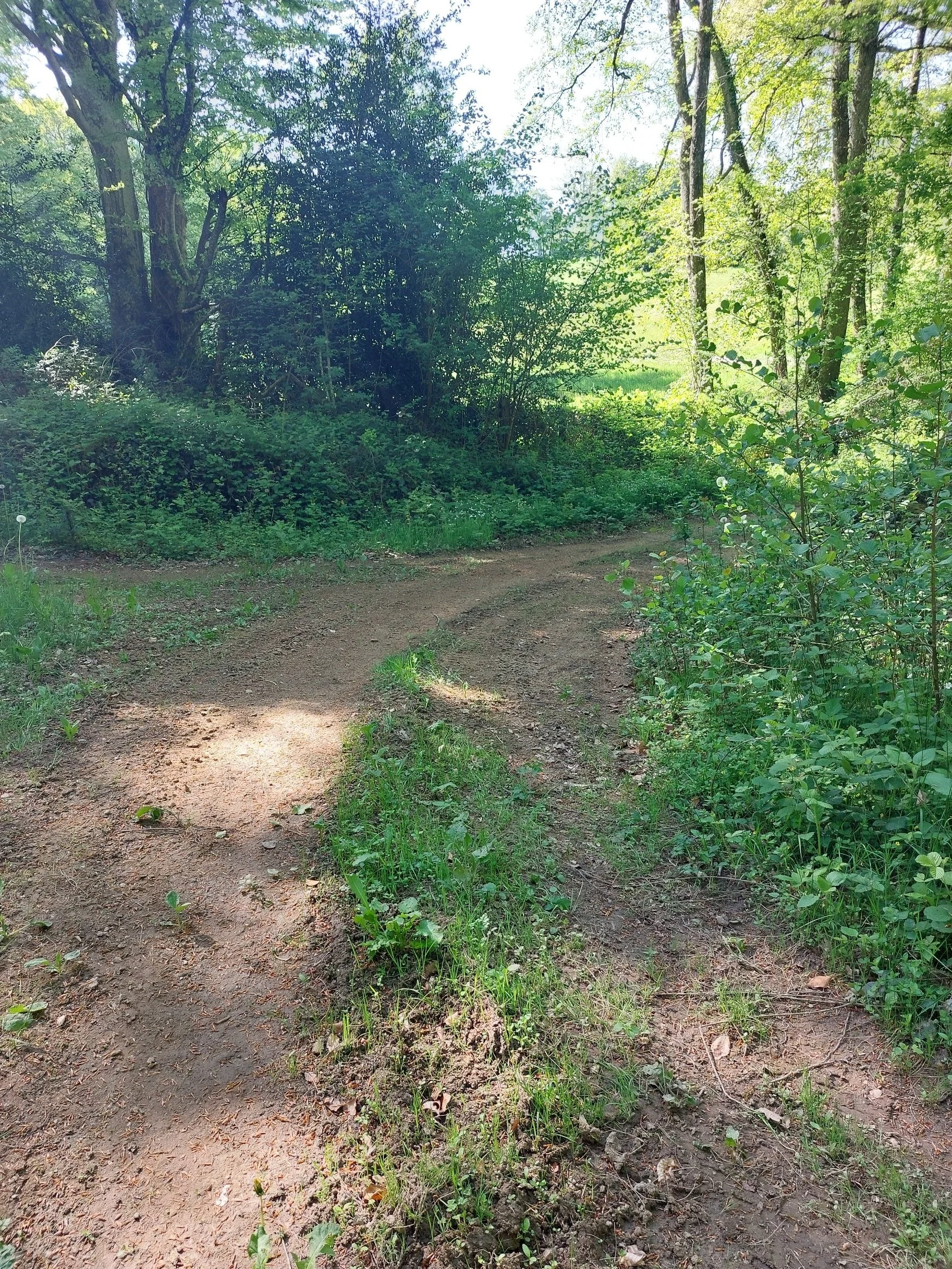 A dirt trail in a lush green forest with sunlight filtering through the trees.