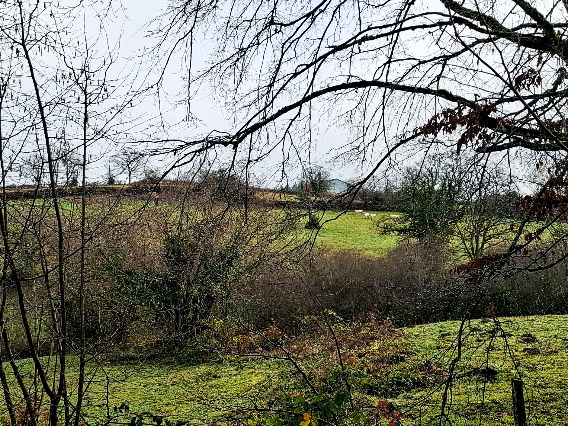 A rural landscape scene viewed through leafless tree branches, with a grassy hill in the background, containing a few sheep grazing.
